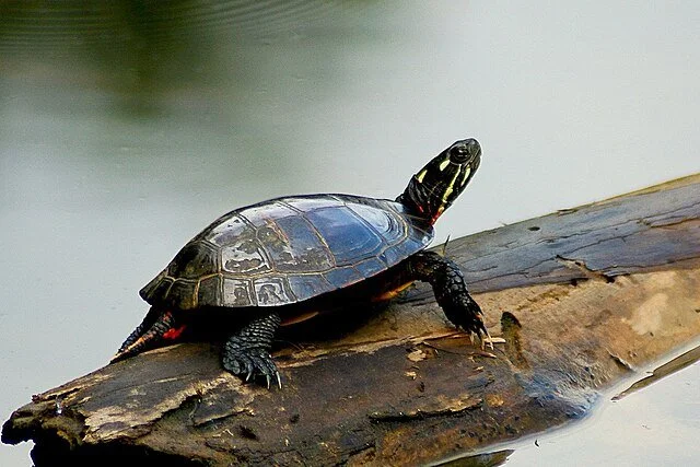 The Turtles are Awake in Montgomery County