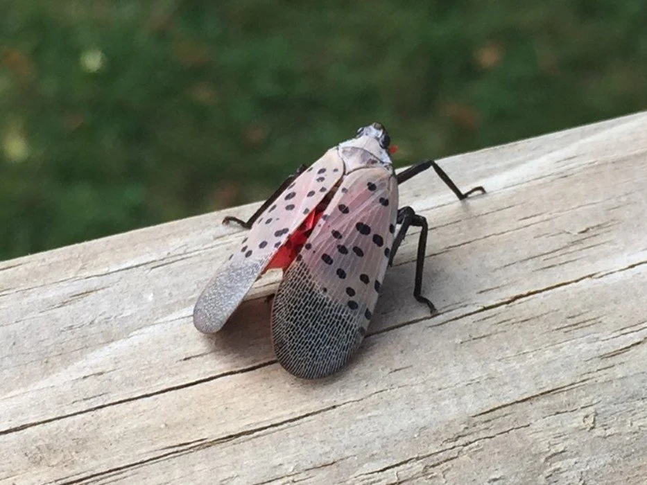 Stop Stomping, Start Scanning: County Shifts Lanternfly Strategy