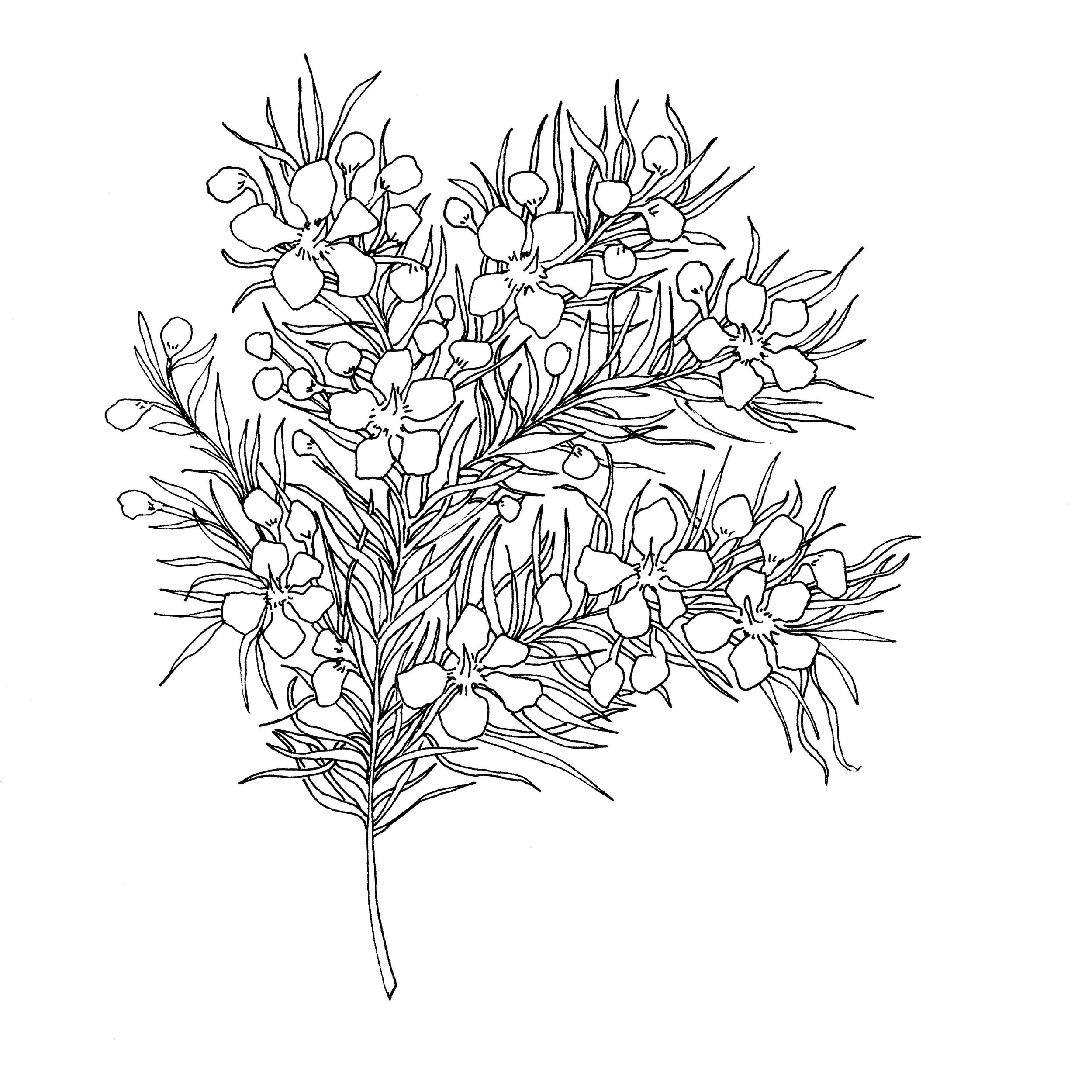 Line drawing of a flowering plant with elongated leaves and multiple blossoms.