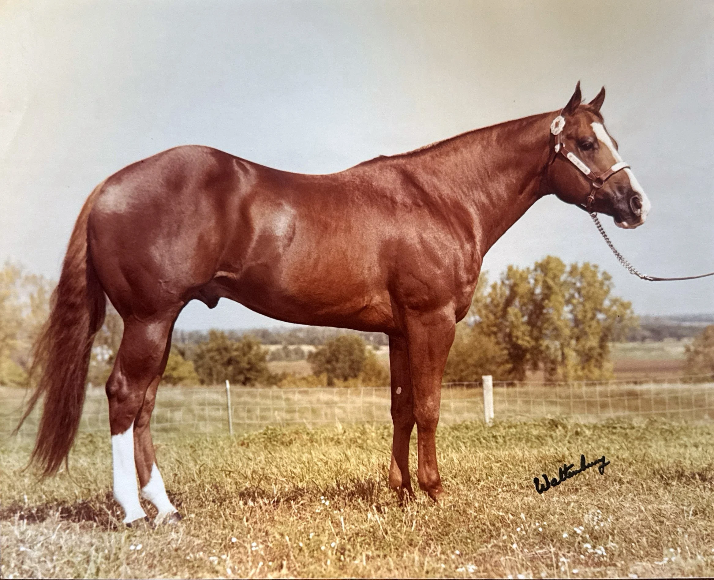 A chestnut horse with a white blaze on its face standing outdoors on a grassy field, holding a lead rope in its mouth, with trees and a fence in the background.