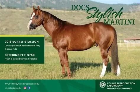 A brown horse standing in a grassy field with a green sky background. Text on the image mentions 'Docs Stylish Martini,' a 2016 Sorrel Stallion, with details about breeding fee and availability.