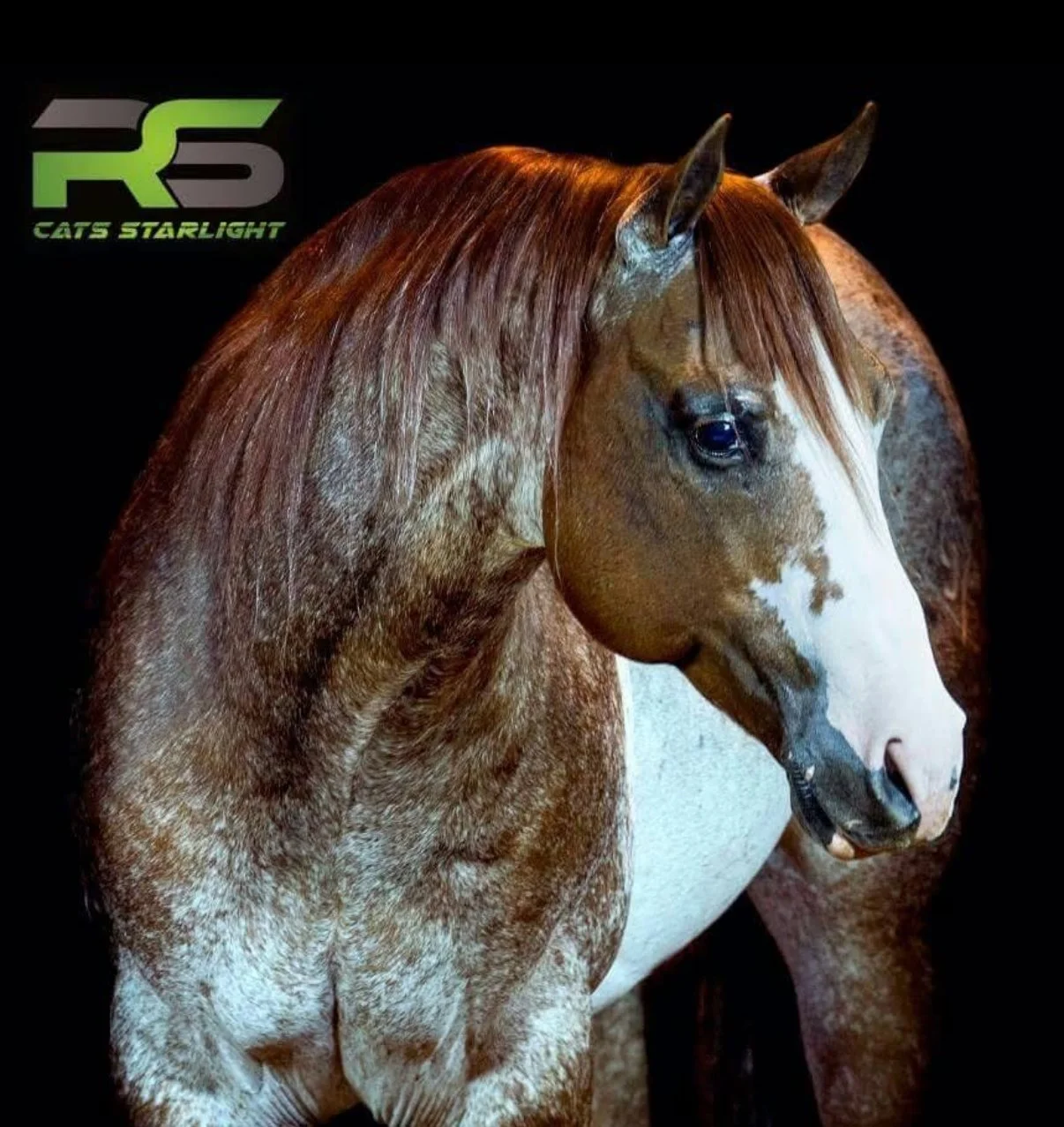 A brown and white horse with a white blaze on its face, looking downward, against a black background. There is a logo in the top left corner that reads 'RS CAT'S STARLIGHT'.