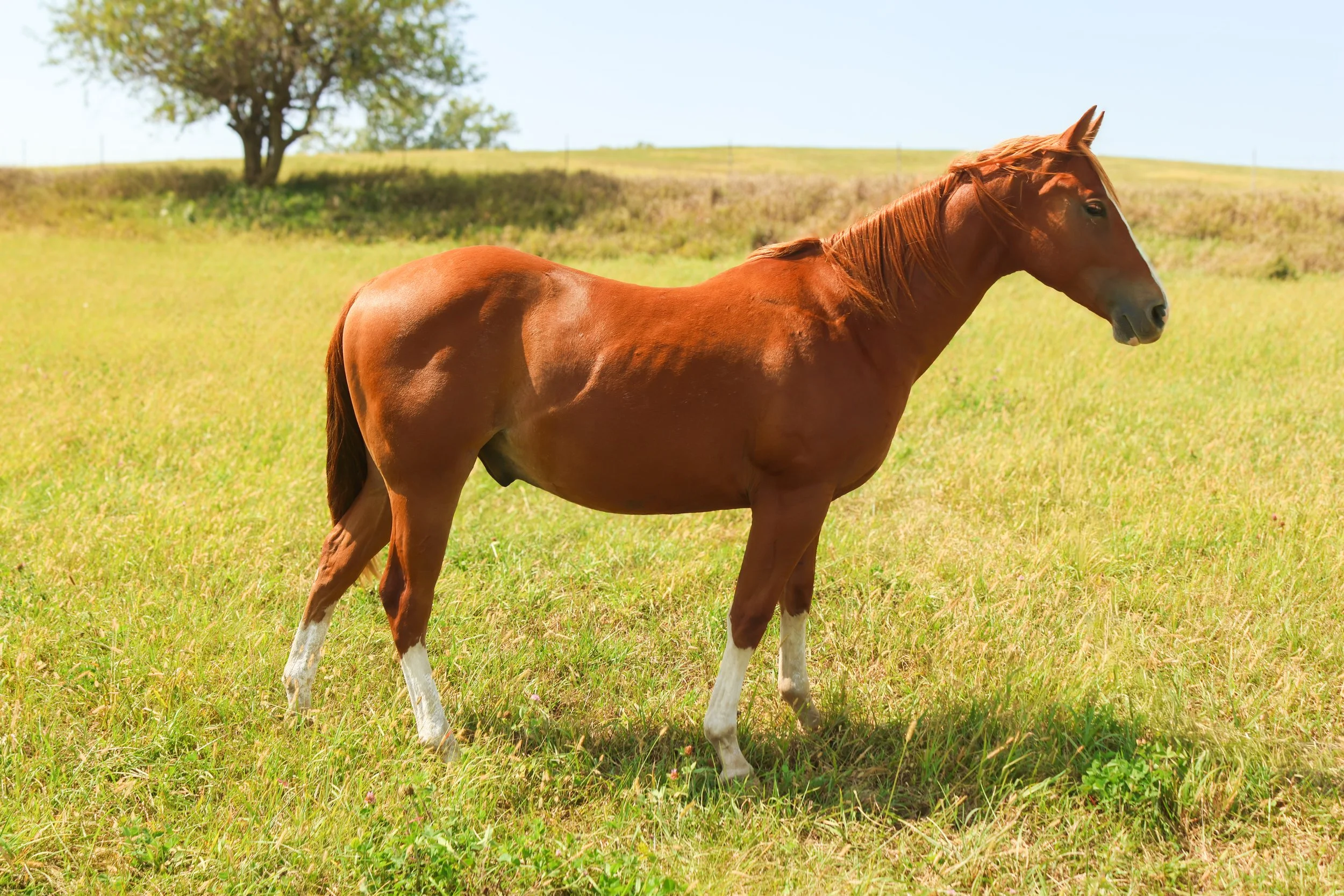 A brown horse standing in a grassy field with a tree and a blue sky in the background.