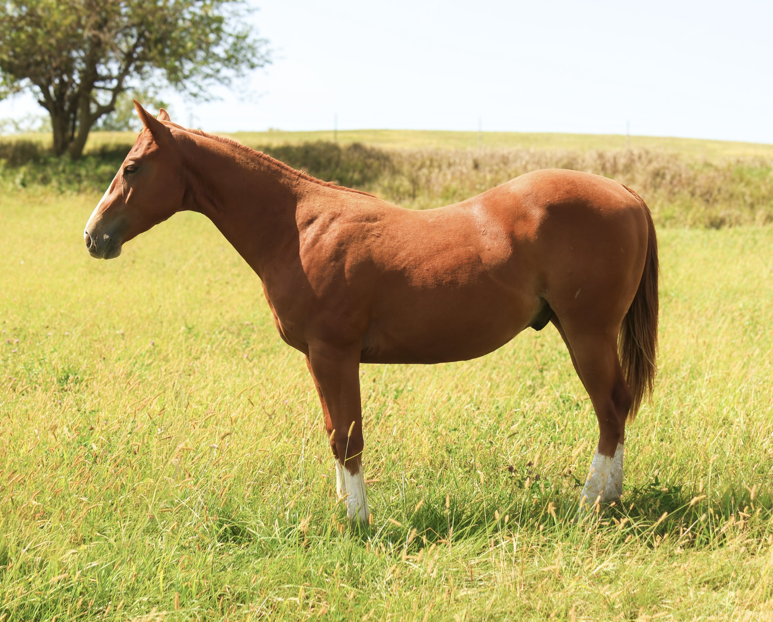 A brown horse standing in a grassy field with trees and a blue sky in the background.