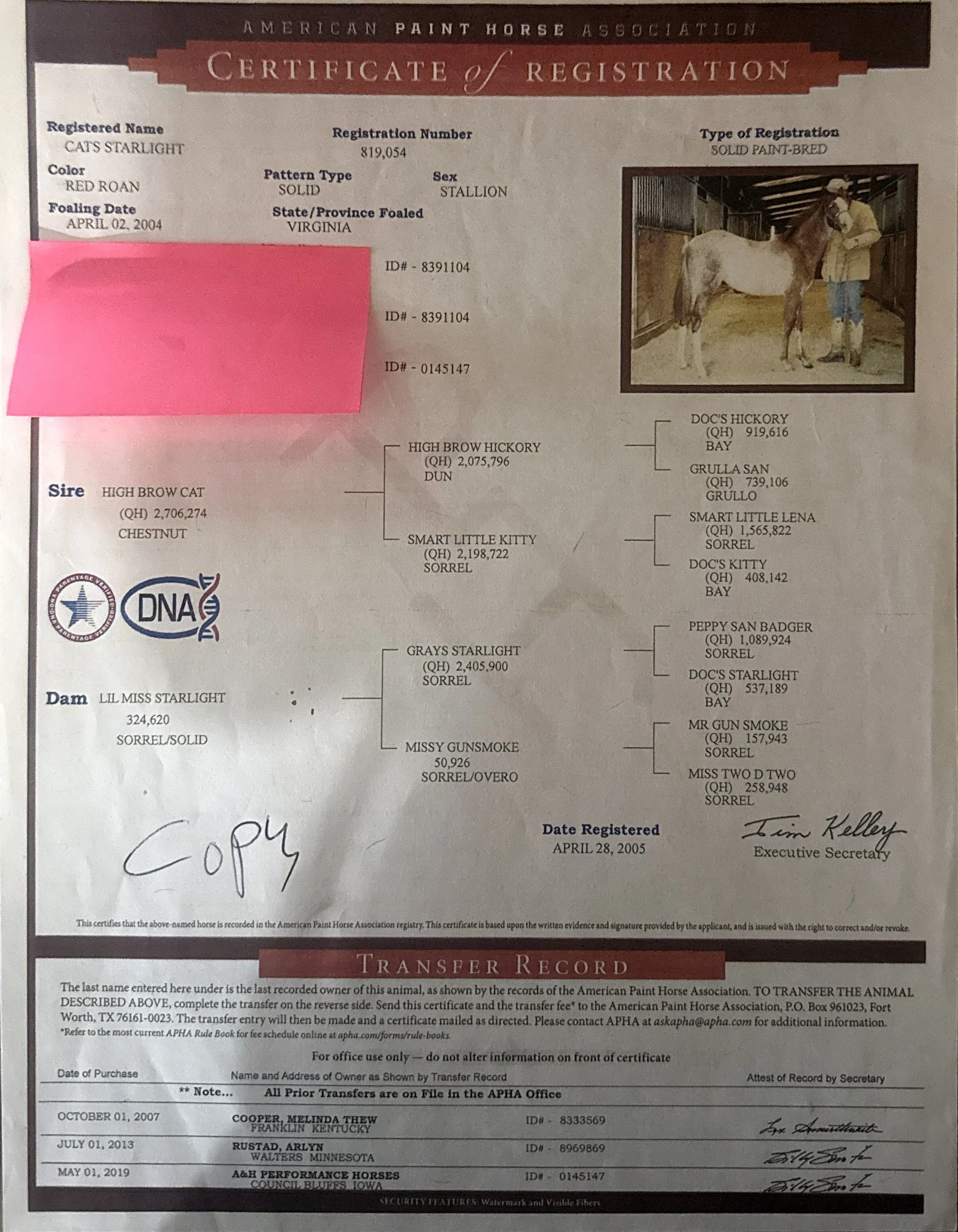 A certification of registration for a horse named Cats Starlight, issued by the American Paint Horse Association. The certificate includes details about the horse's color, pattern type, sex, foaling date, and lineage. It features a photo of the horse standing in a stable with a person beside it. The certificate is signed and dated, with a transfer record and official seals.