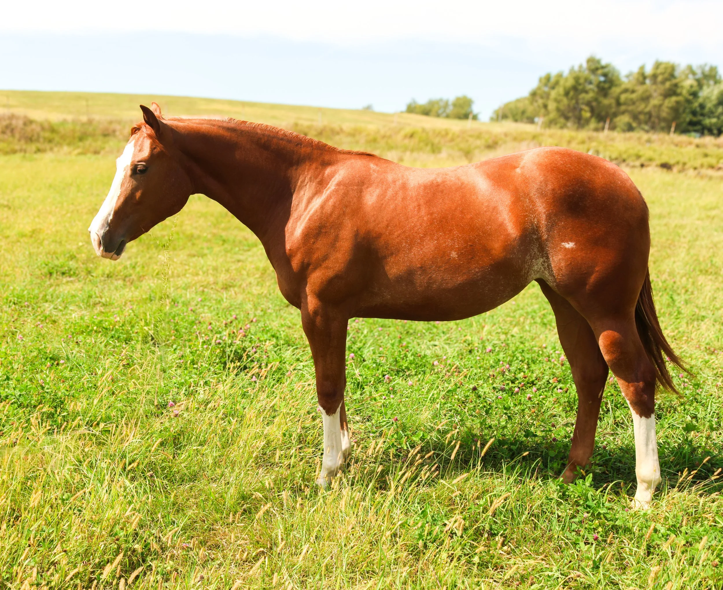 A brown horse with a white blaze on its face standing in a green grassy field with trees and blue sky in the background.