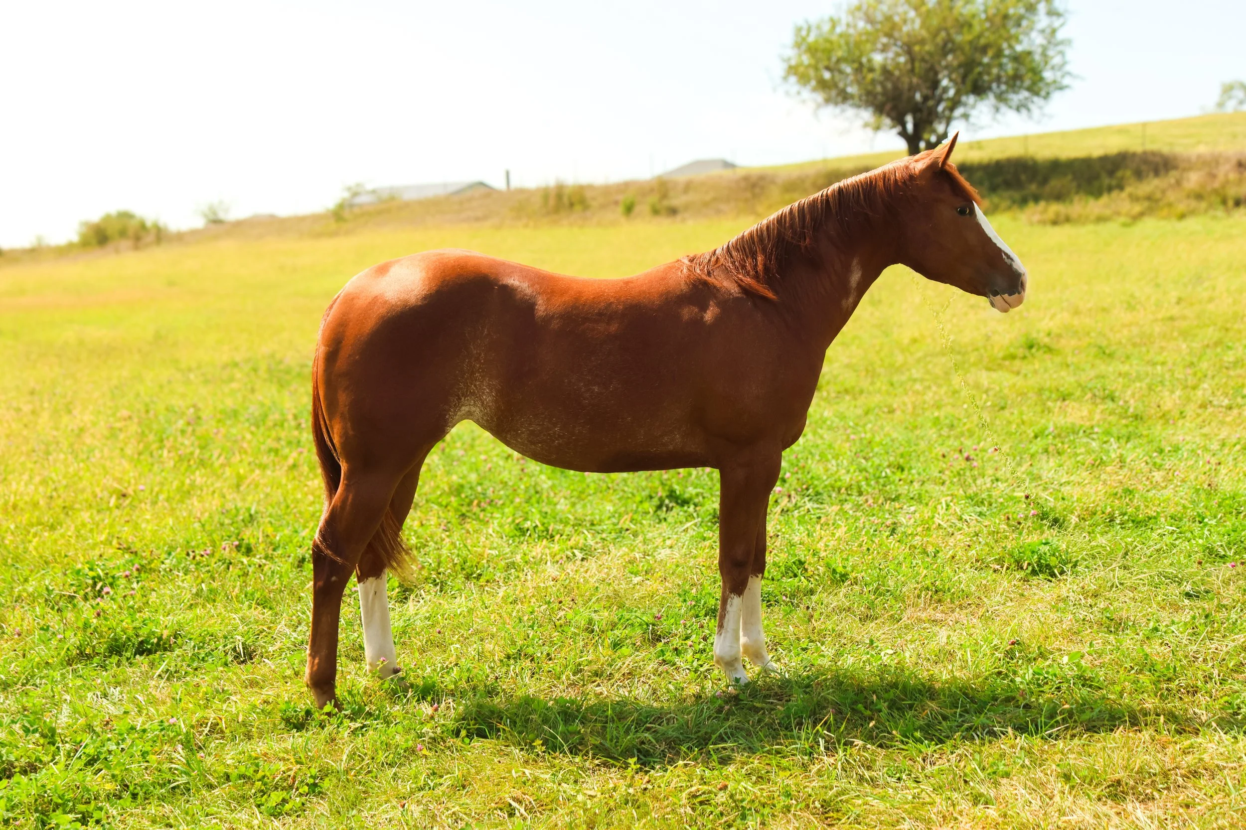 A brown horse standing on green grass in a sunny field, with a tree and a slight hill in the background.