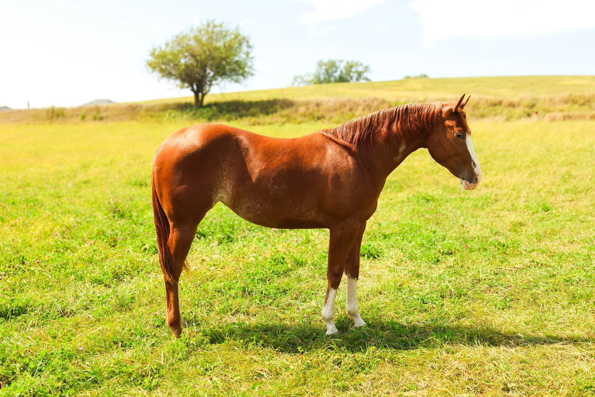 A brown horse with a white facial marking standing in a grassy field with a single tree and rolling hills in the background on a sunny day.