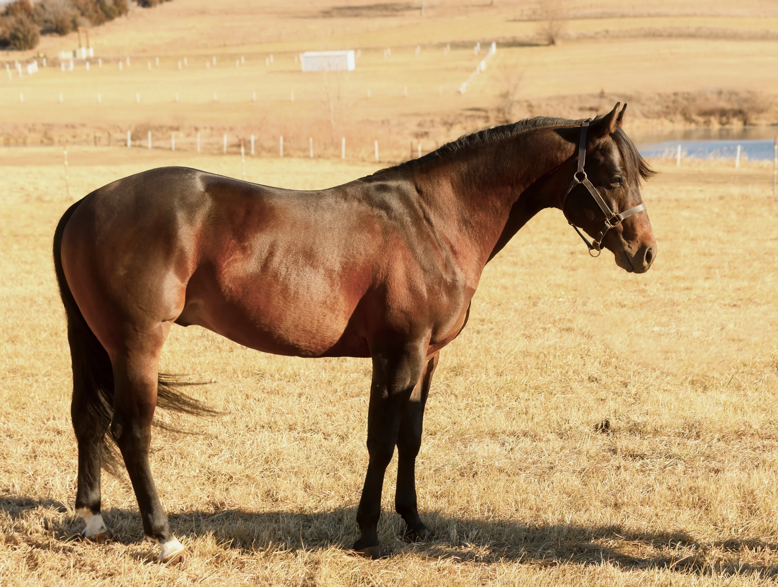 A brown horse with a black mane standing on dry grass in a field with a fence and hills in the background.