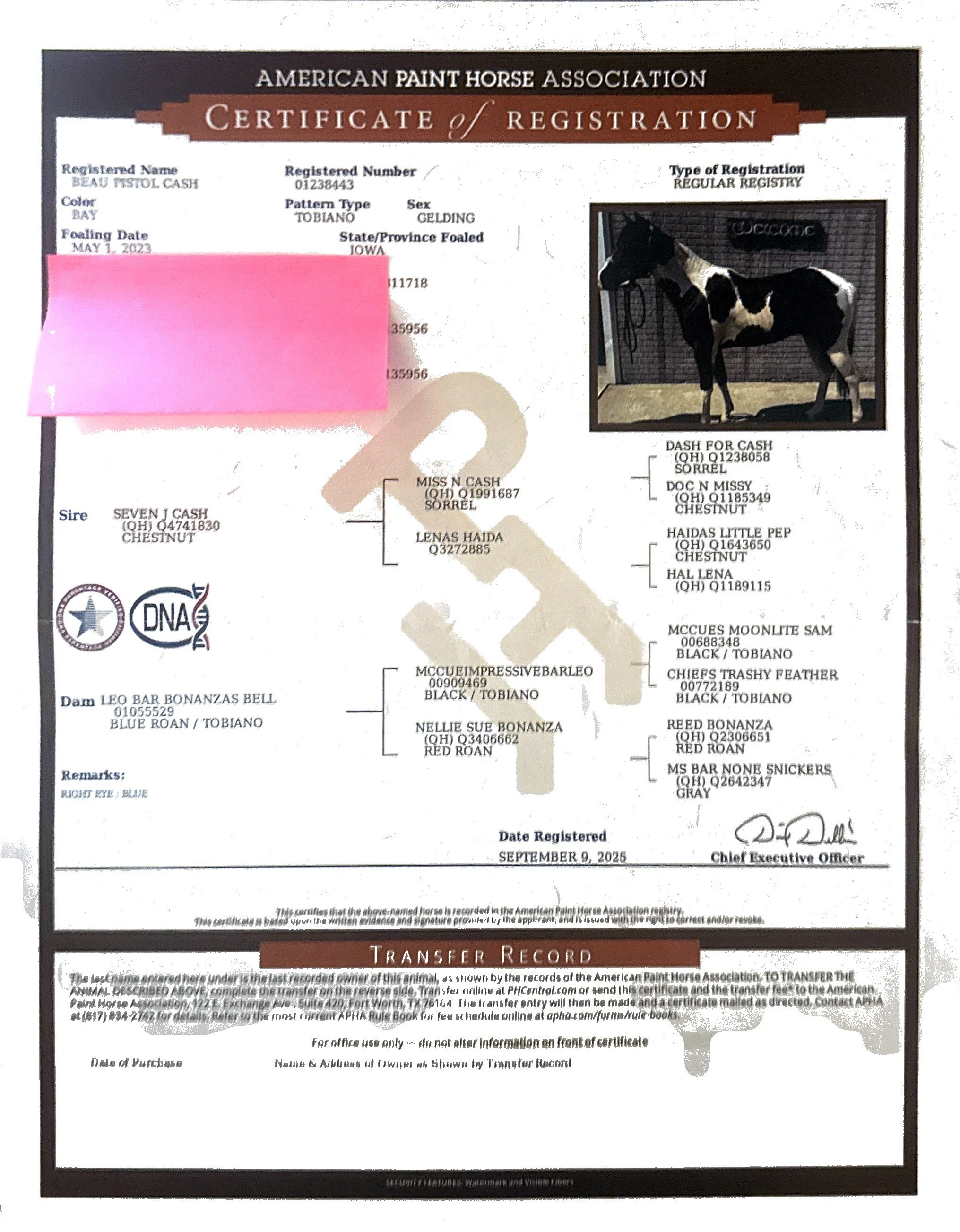 Certificate of registration from the American Paint Horse Association for a horse named Beau Pistol Cash, a bay tobiano gelding foaled on May 1, 2023, with a photo of the horse standing indoors. The certificate includes details like registration numb