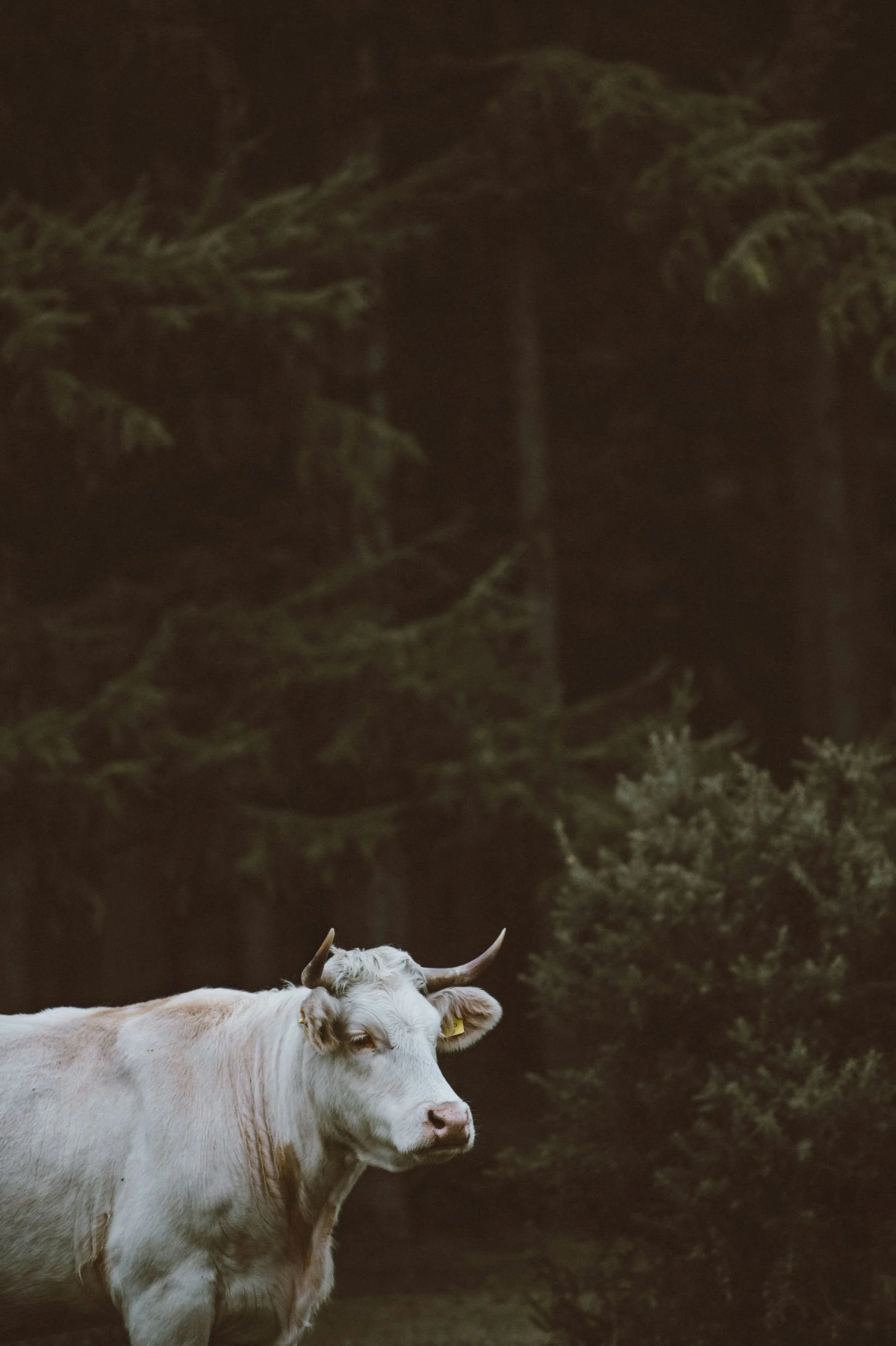 A white cow with horns standing outdoors at night, with trees in the background.