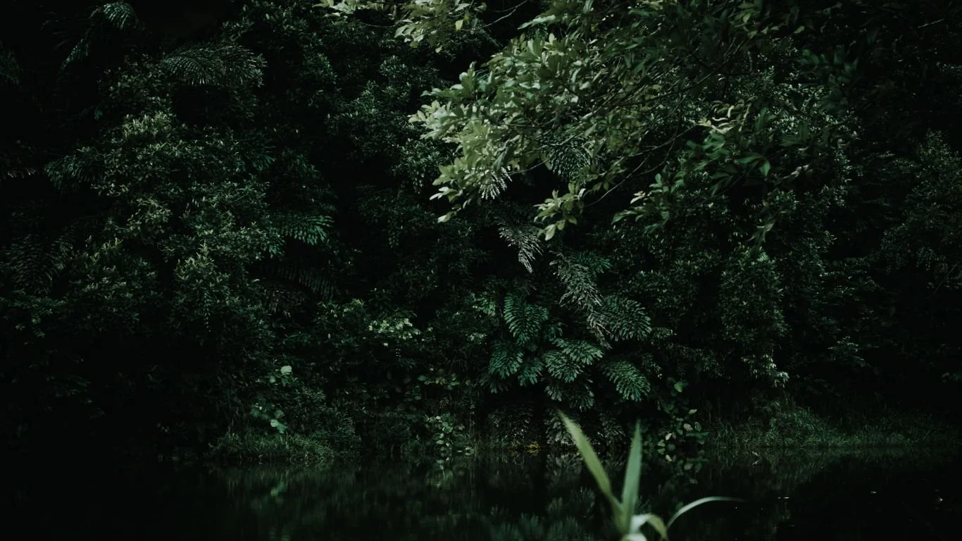 Dense green jungle reflecting in dark water.