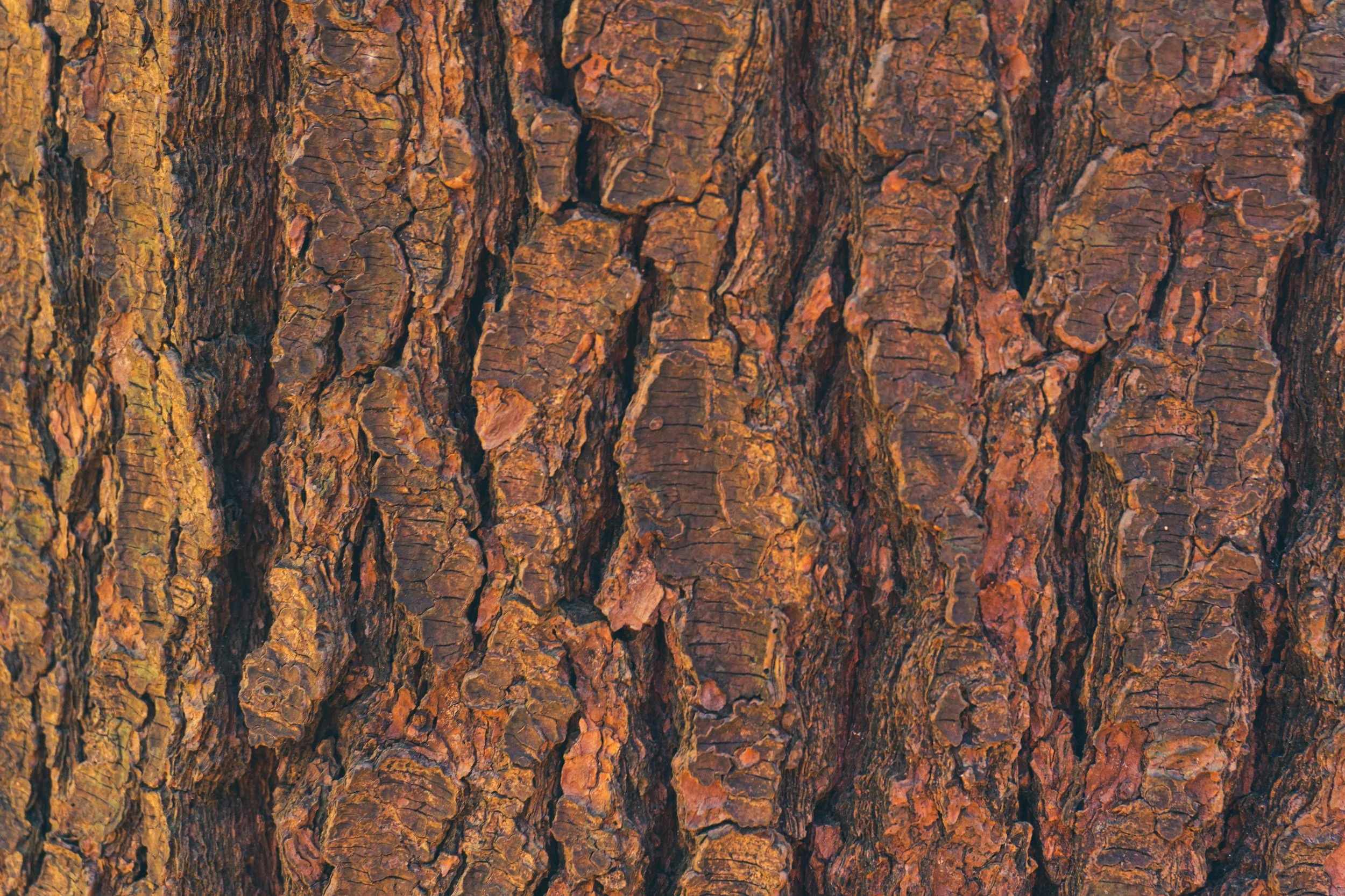 Close-up of tree bark with rough, textured surface and deep grooves.