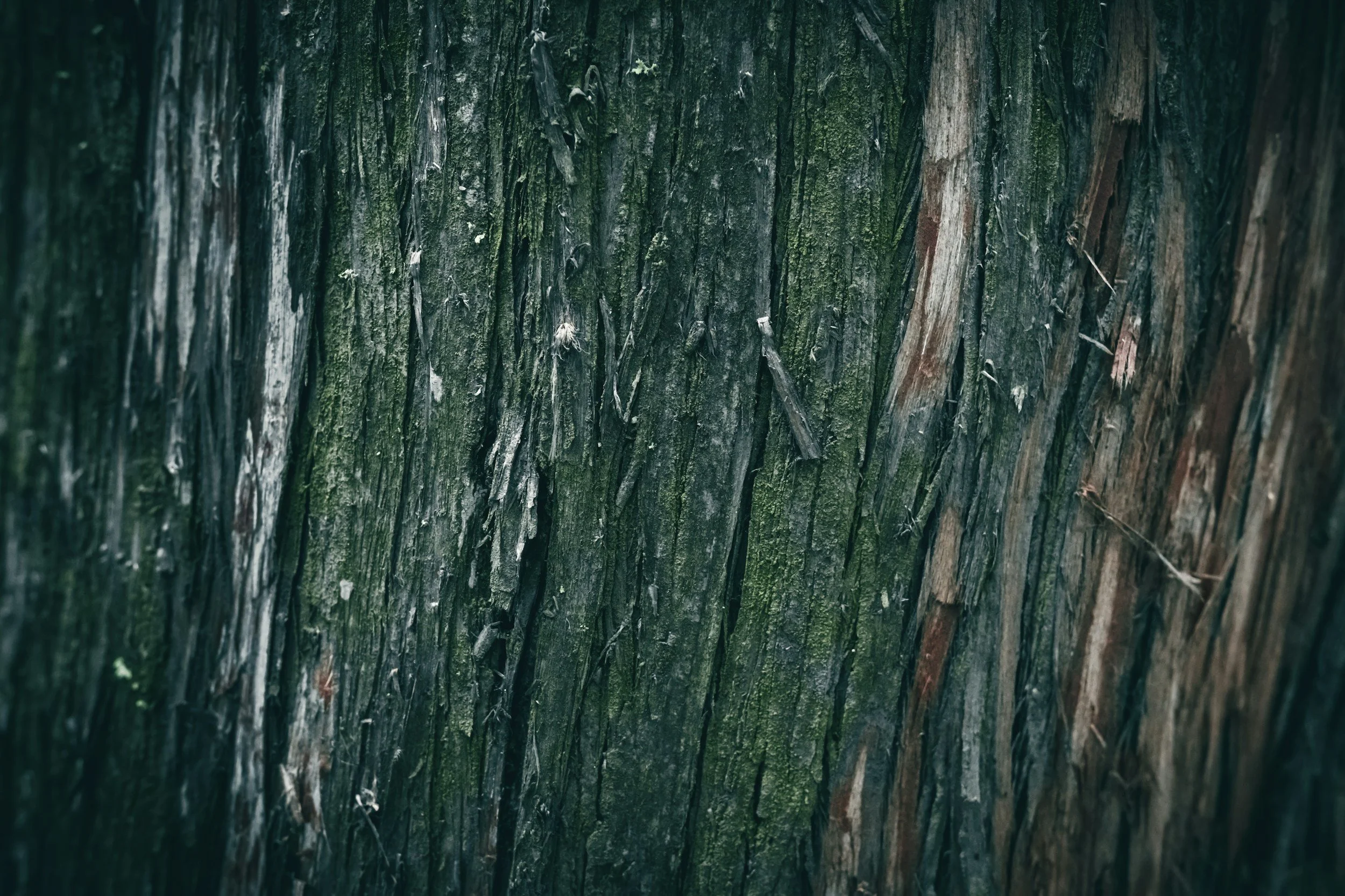 Close-up of tree bark with green moss and textured surface.