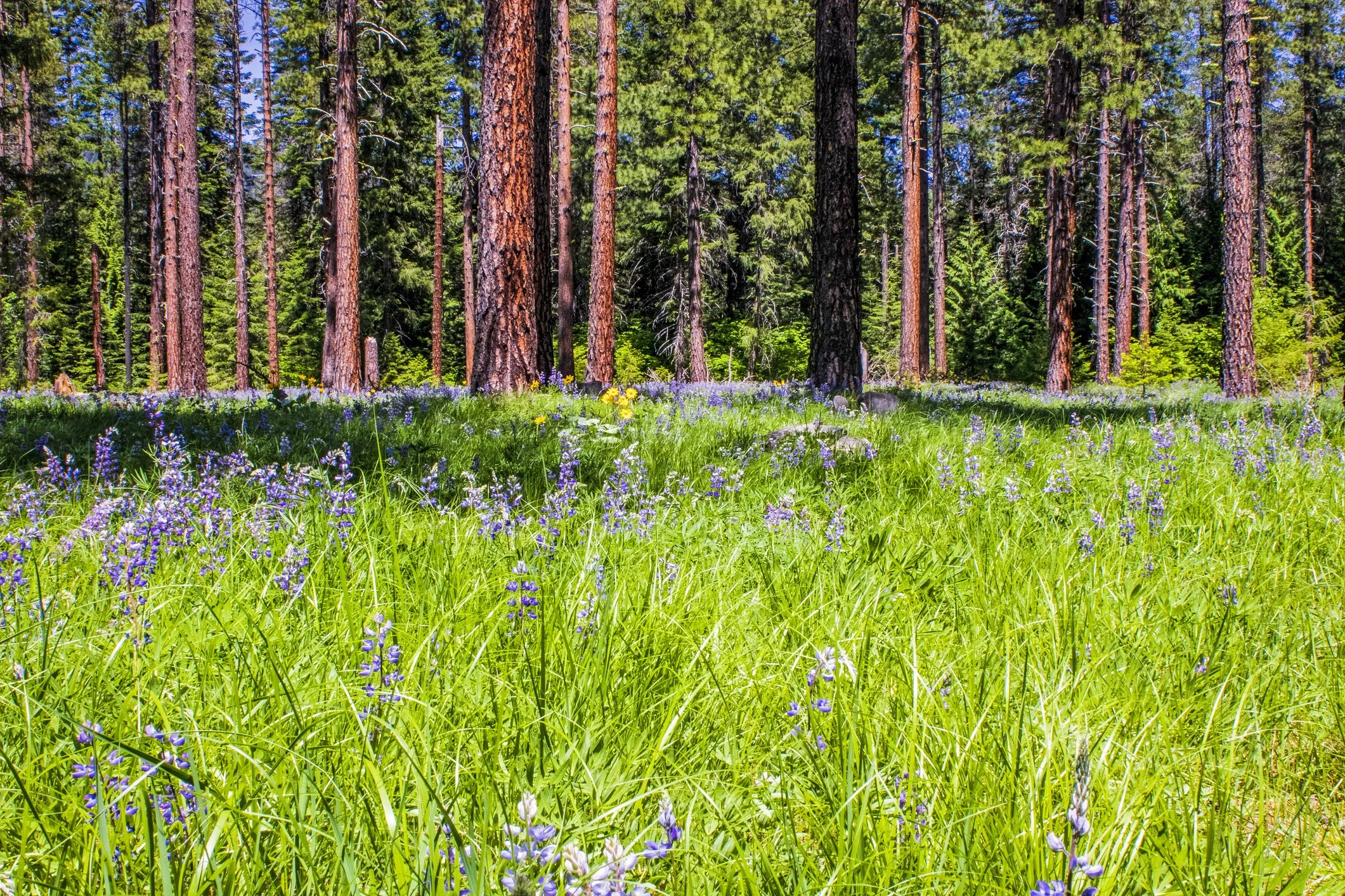 A lush forest scene with tall pine trees and a green grassy meadow filled with small purple and white wildflowers.