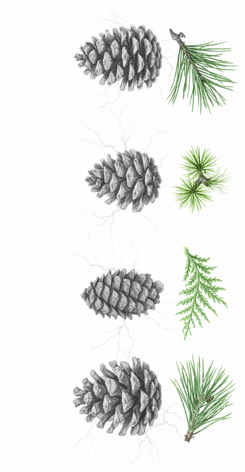 Sequence of four pinecones with different pine tree branches on a white background, illustrating the growth stages of pine cones and branches.