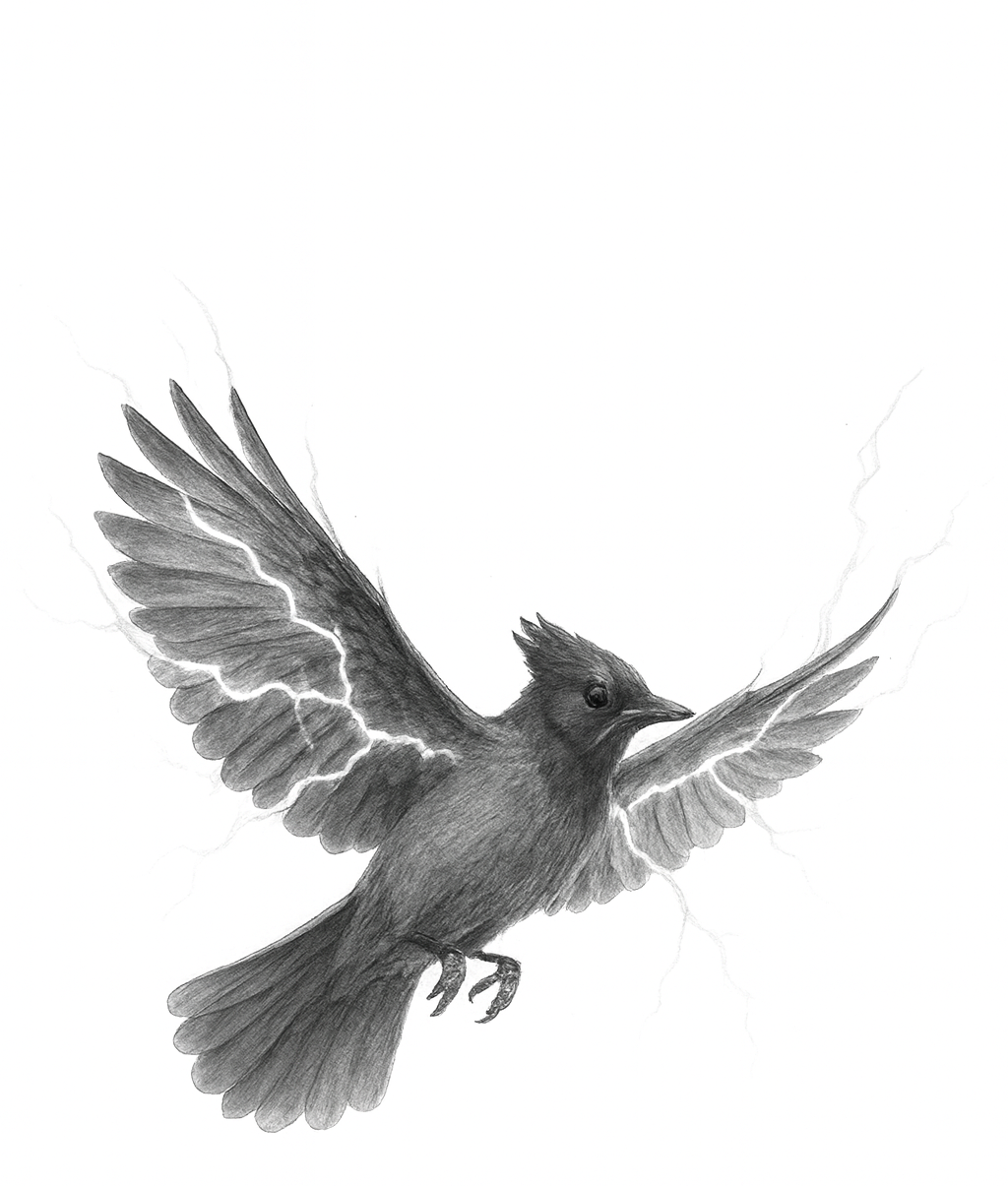A detailed pencil drawing of a bird with outstretched wings, surrounded by cracks as if breaking through a surface.