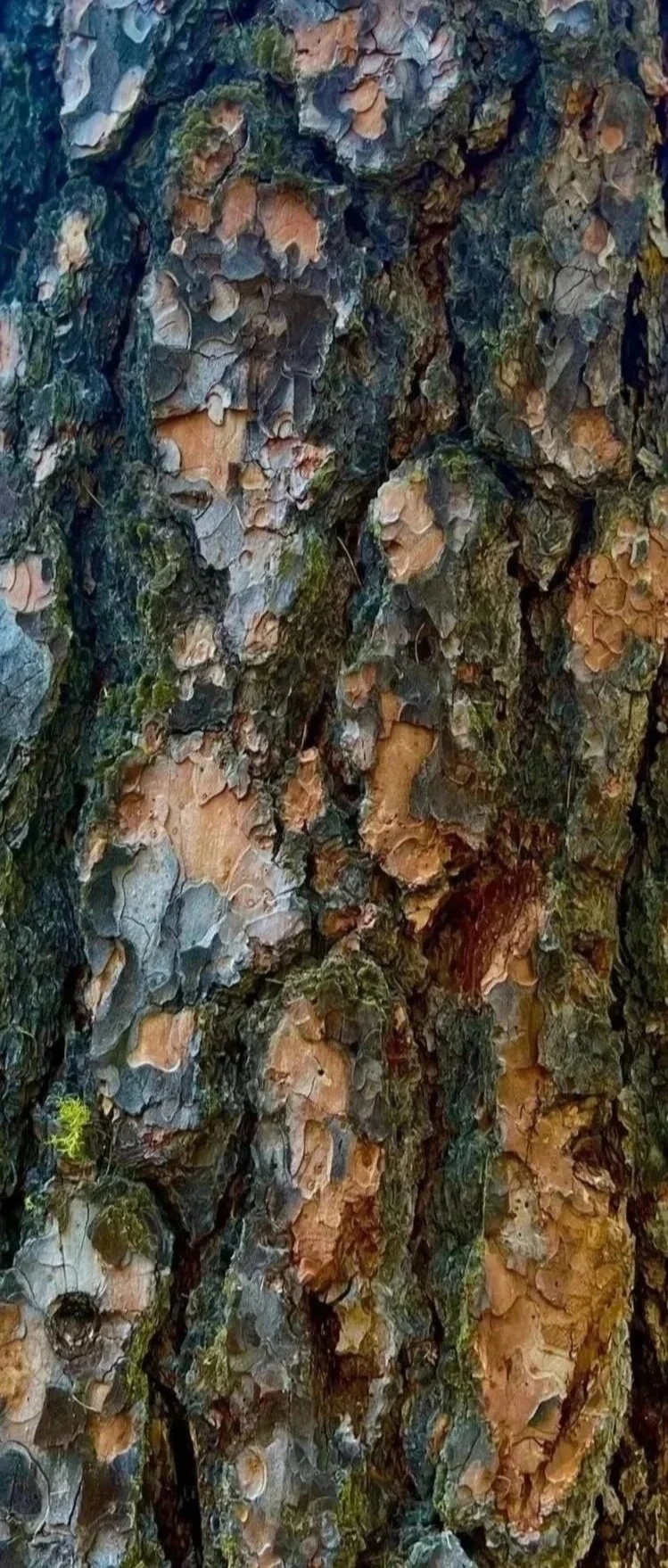 Close-up of tree bark with rough, textured surface, patches of green moss, and various shades of brown, gray, and tan.