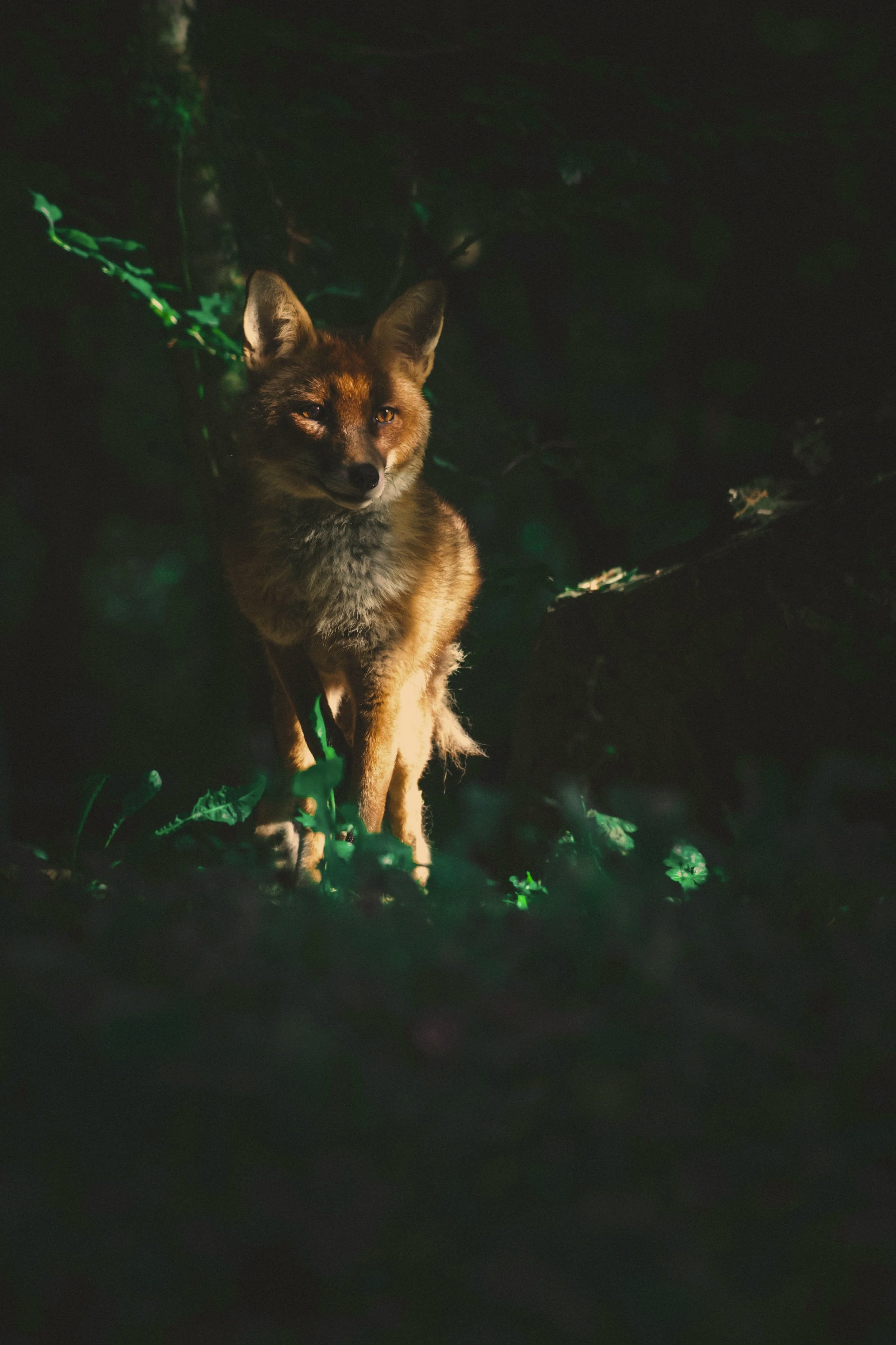 A fox standing in a dark forest illuminated by green light, looking at the camera.