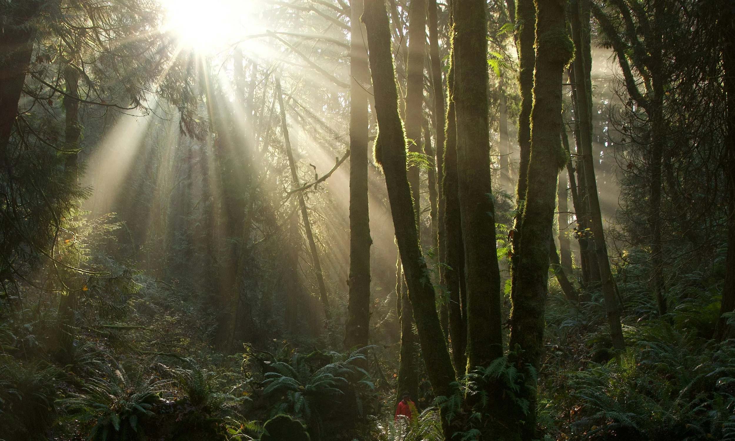 Sunlight streaming through tall trees in a dense forest, illuminating moss-covered trunks and ferns on the forest floor.