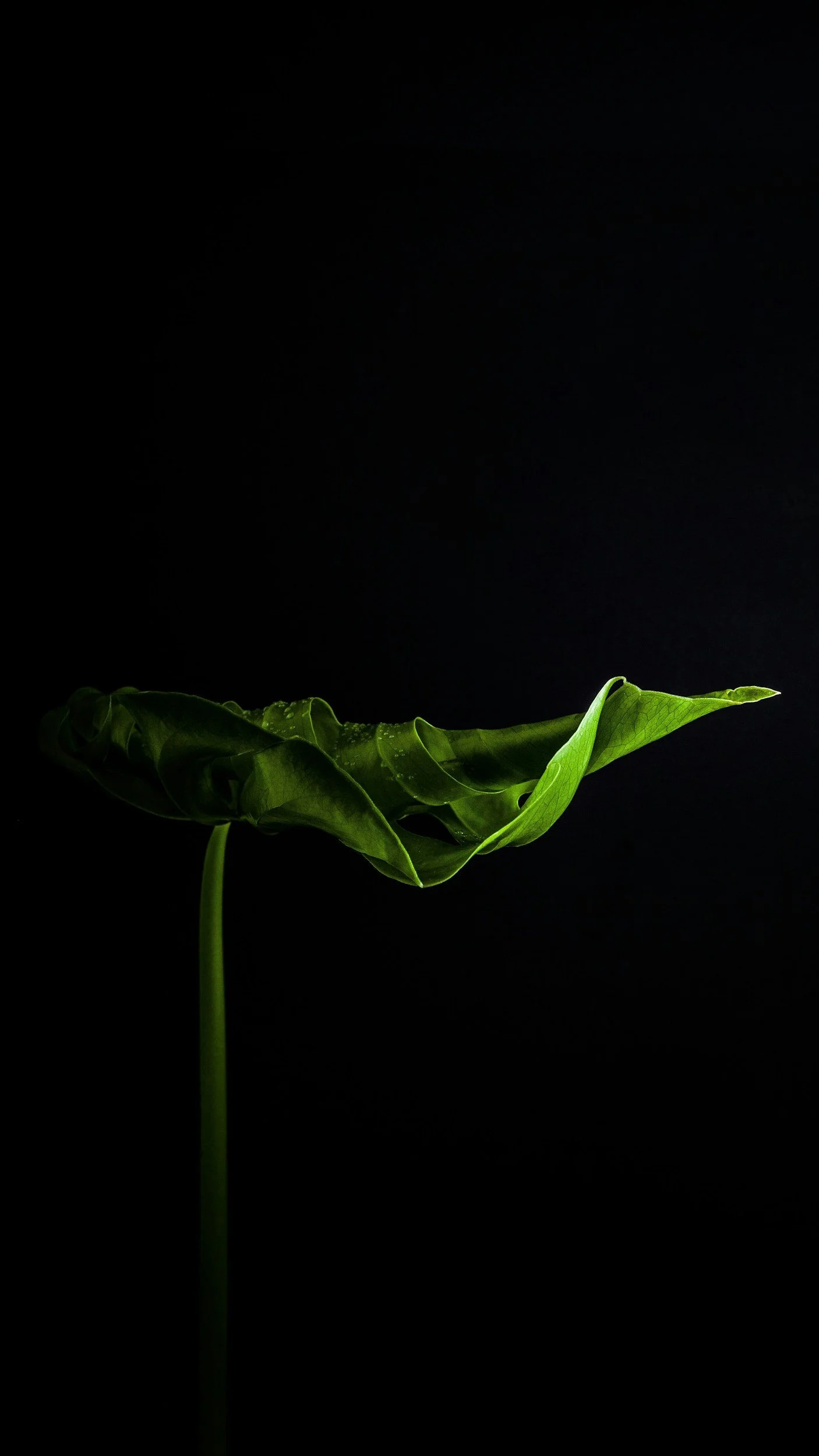 Close-up of a green plant leaf curling upward against a black background.