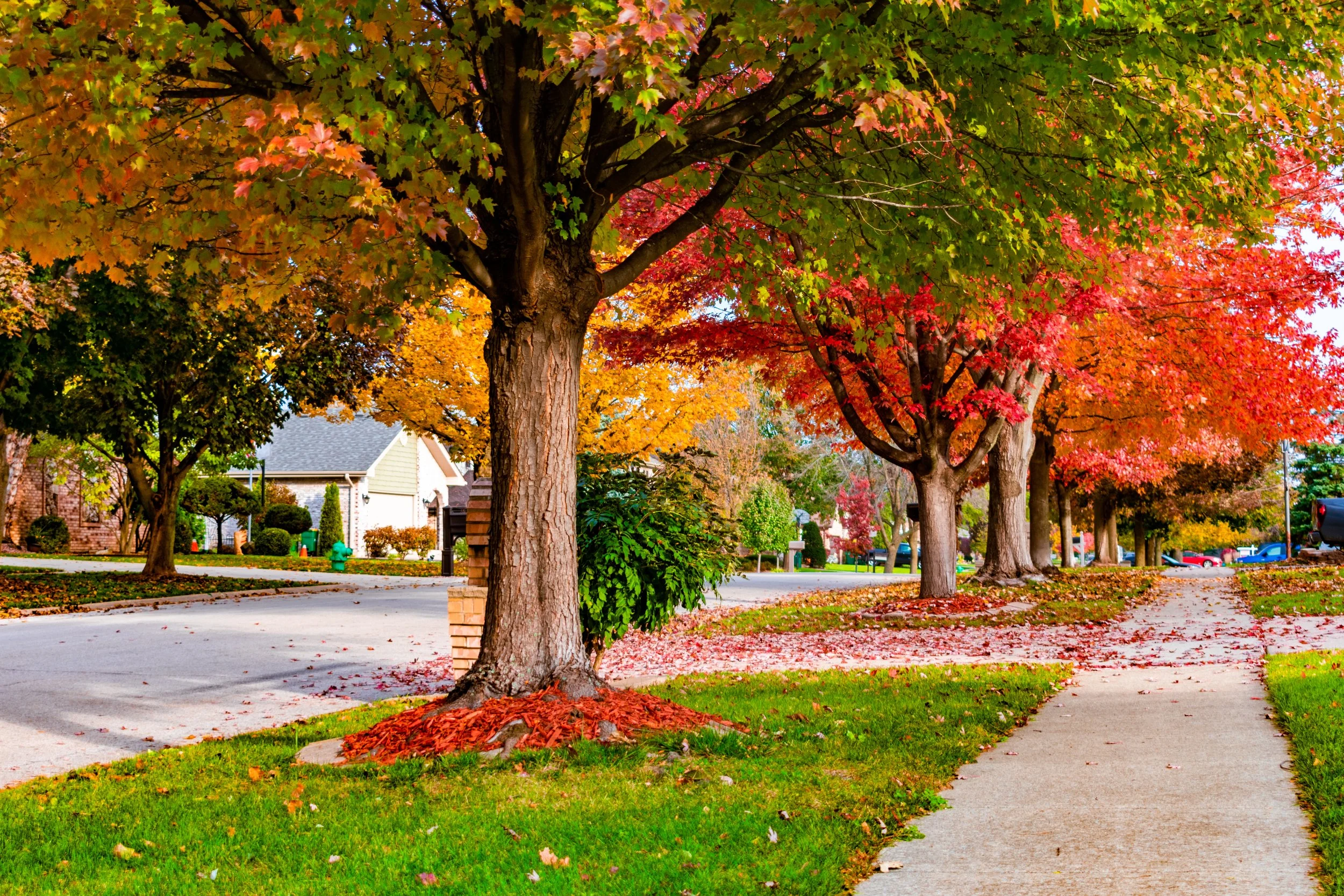 A suburban neighborhood street lined with colorful trees with fall foliage, yellow, red, and orange leaves, with a sidewalk and grass on the sides and houses in the background.