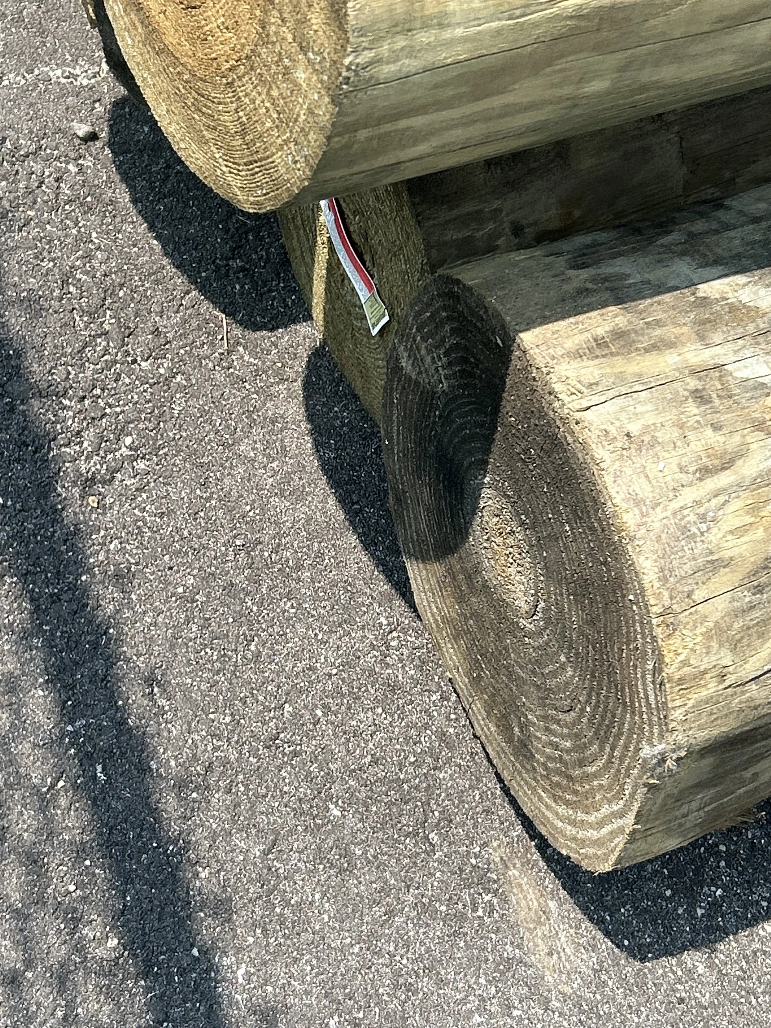 IMG_0129.jpeg