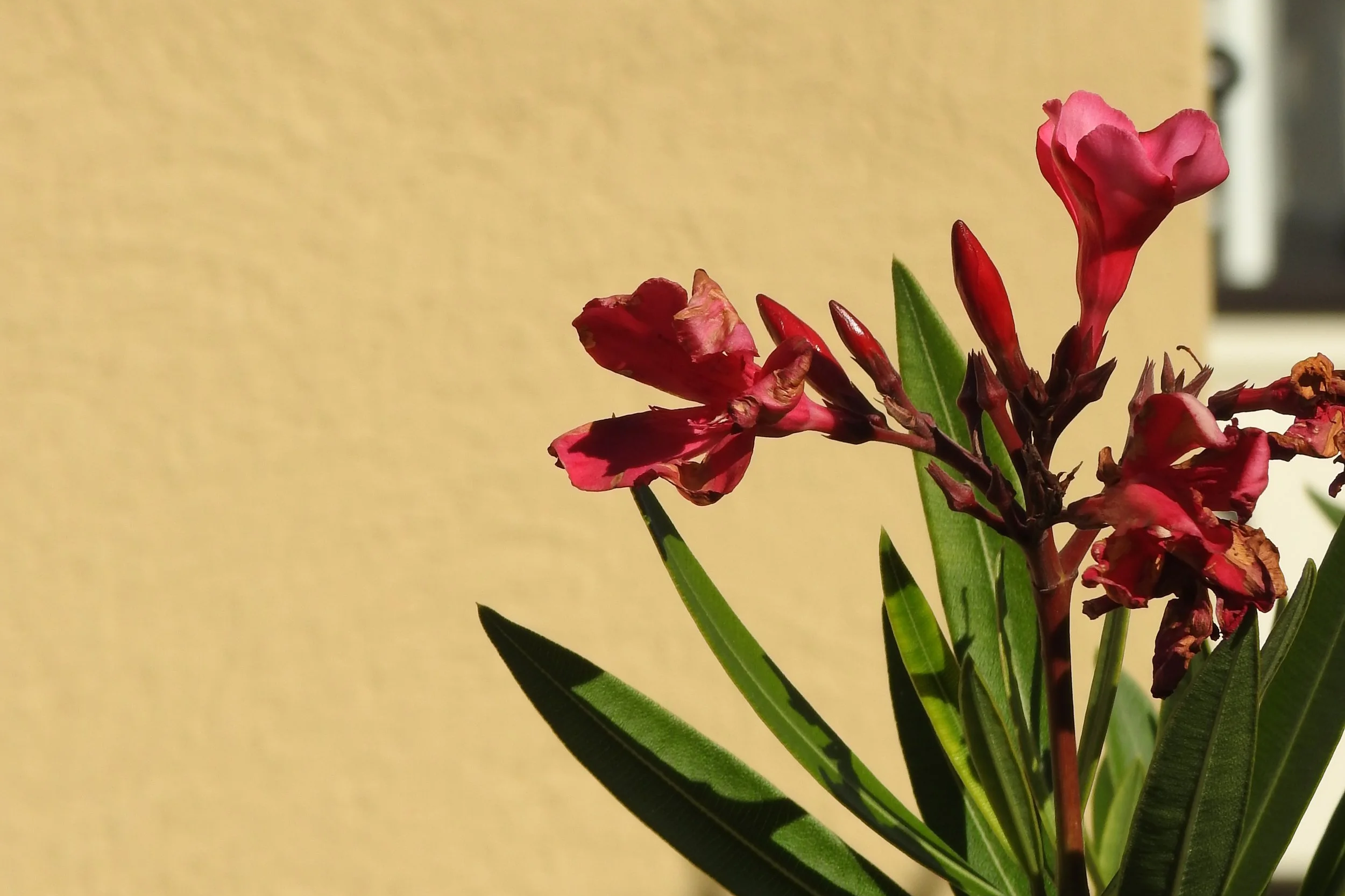 Pink oleander flowers and green leaves against a yellow wall.