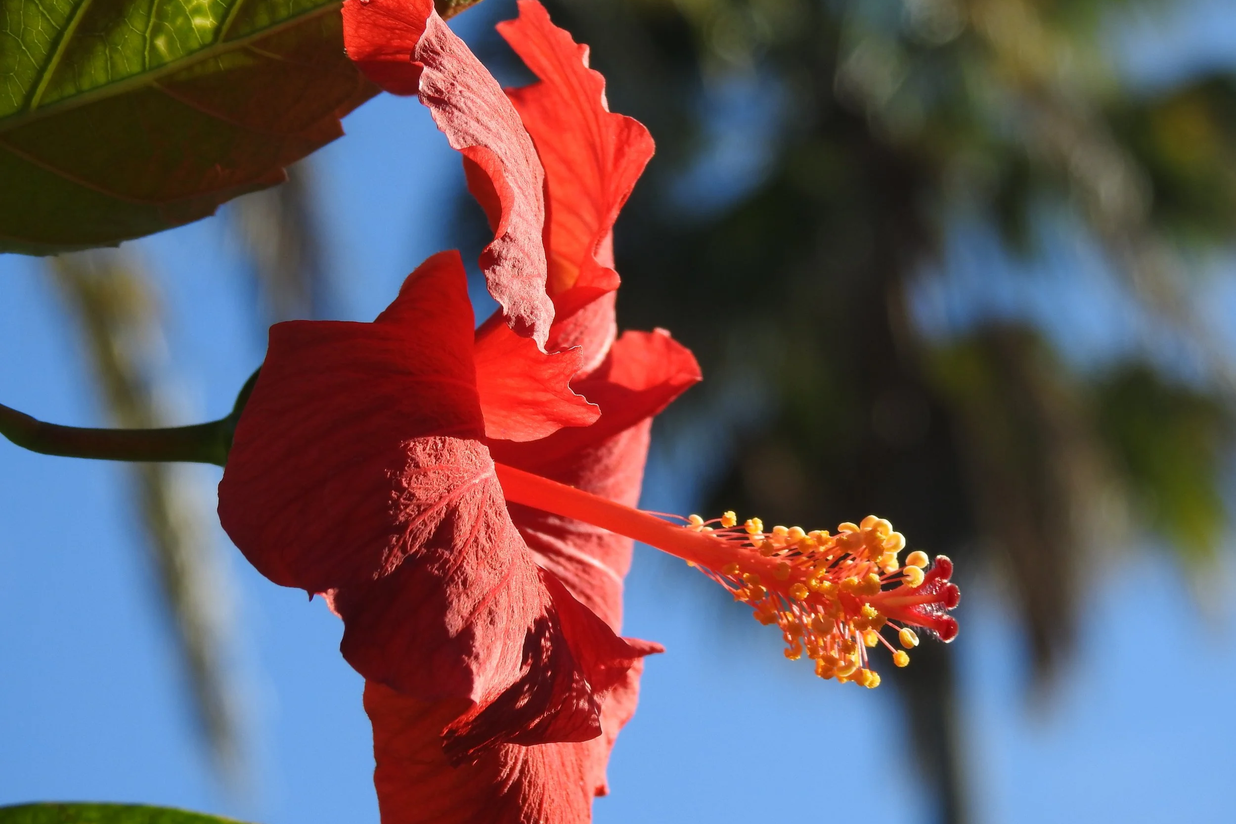 Close-up of a red hibiscus flower with yellow stamens against a blurred outdoor background