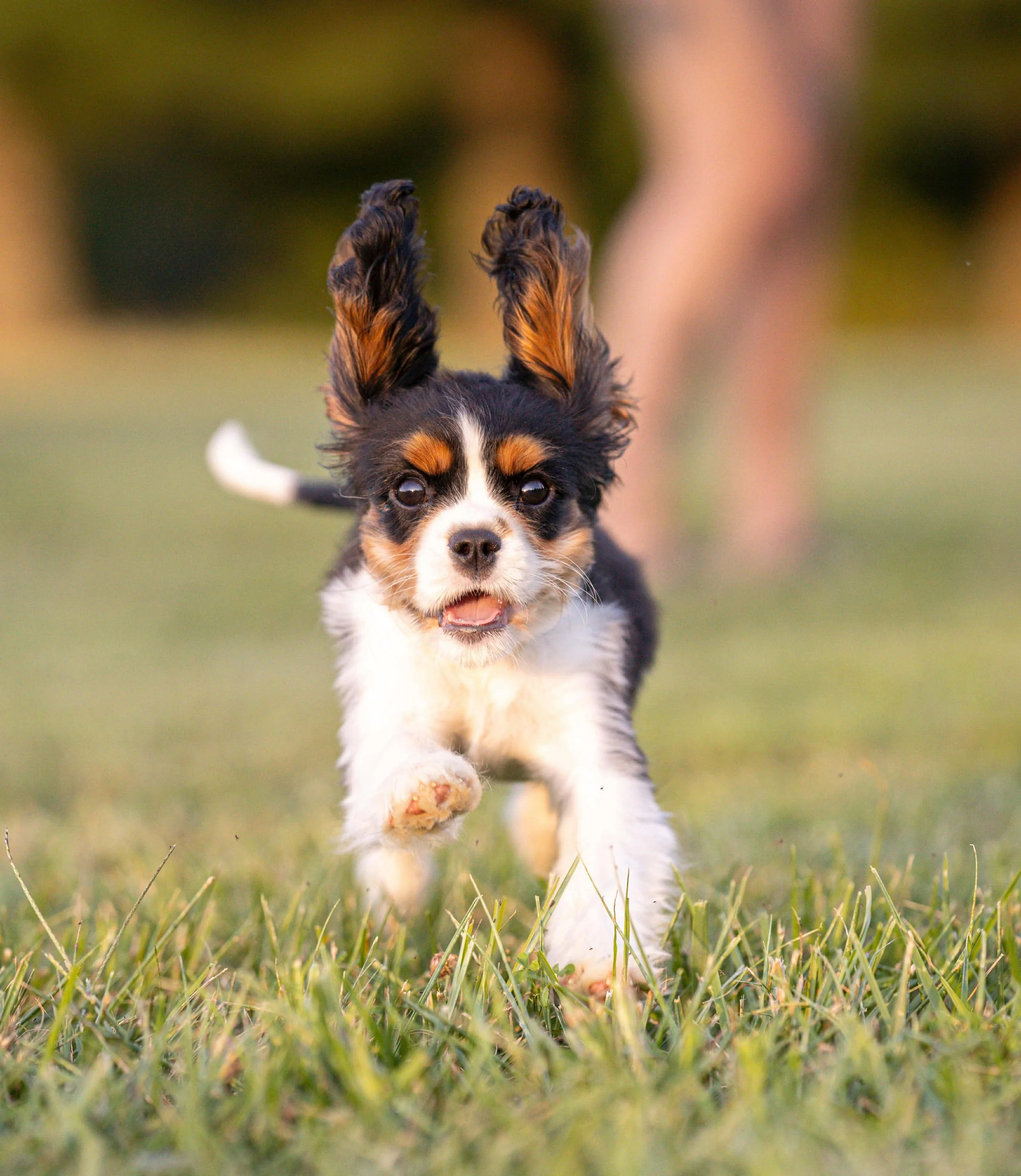 A small, energetic dog with black, white, and tan fur running towards the camera in a grassy field, with its ears flopping in the air.