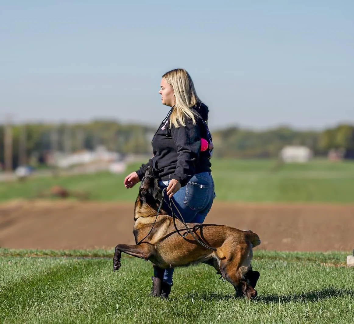 A woman with blonde hair walking a Belgian Malinois dog on a grassy field on a clear day.