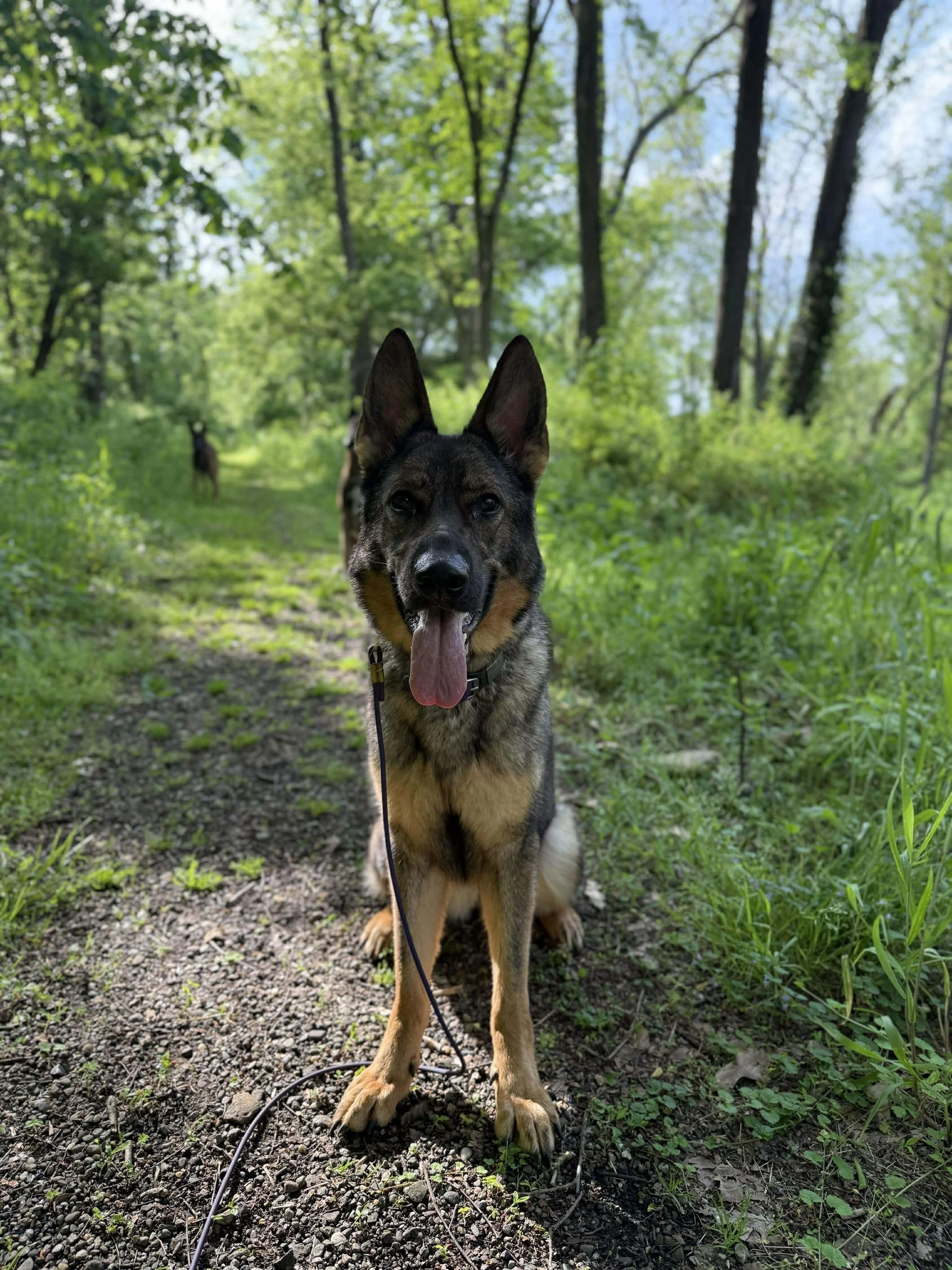 A German Shepherd mix dog sitting on a forest trail, with trees and green foliage surroundings and sunlight filtering through the leaves.