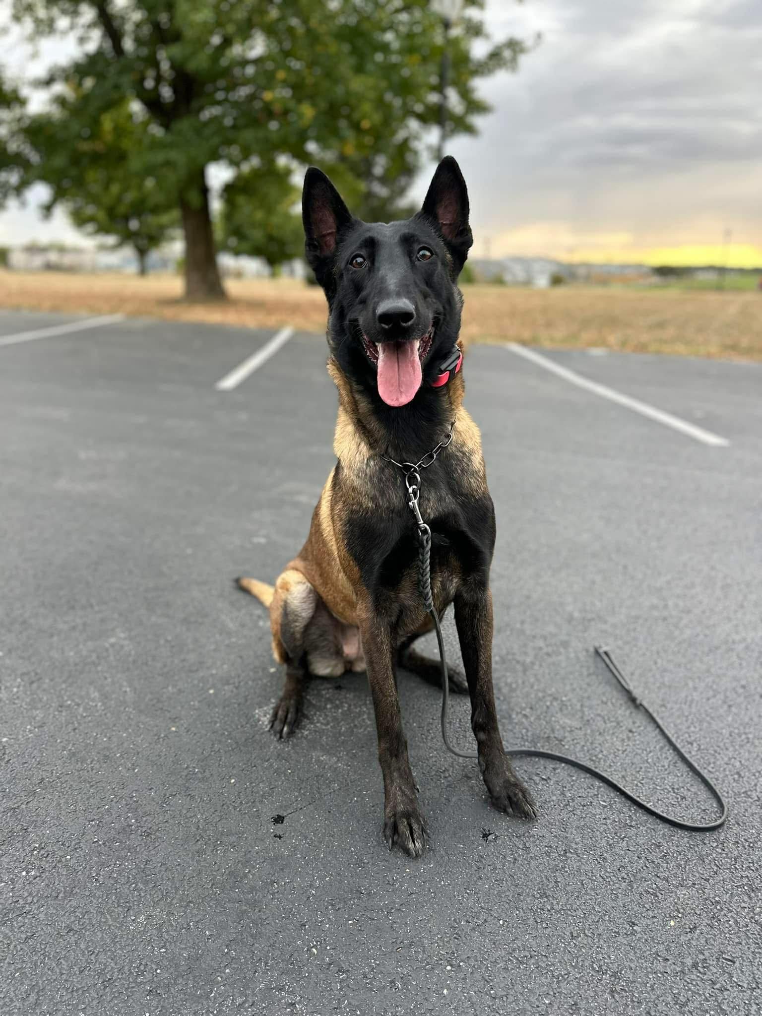 A happy black and tan dog with pointed ears sitting on an asphalt parking lot, looking at the camera with tongue out, during sunset with trees and cloudy sky in the background.