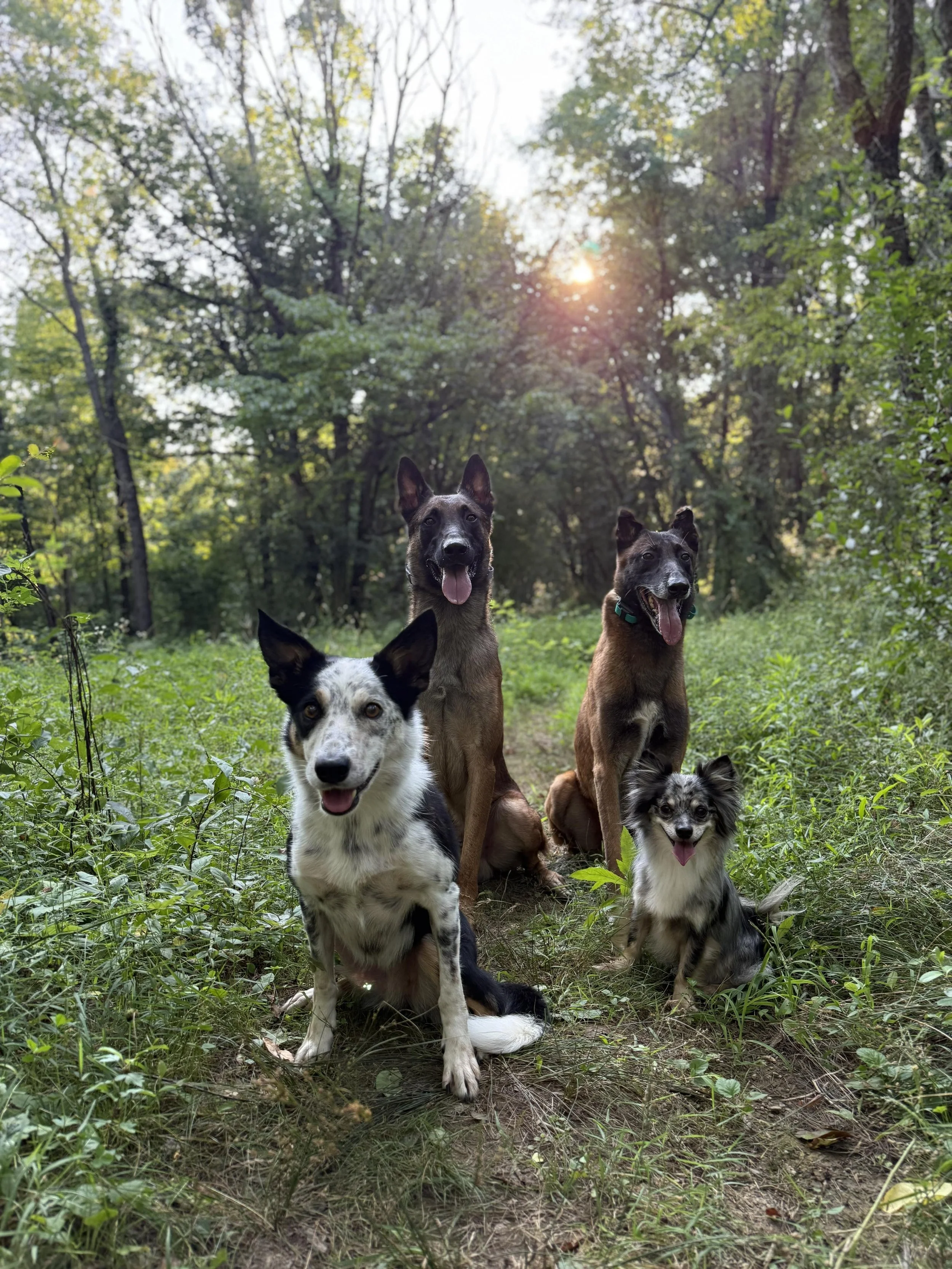 Five dogs sitting on a trail in a wooded area with tall trees, green foliage, and sunlight shining through.