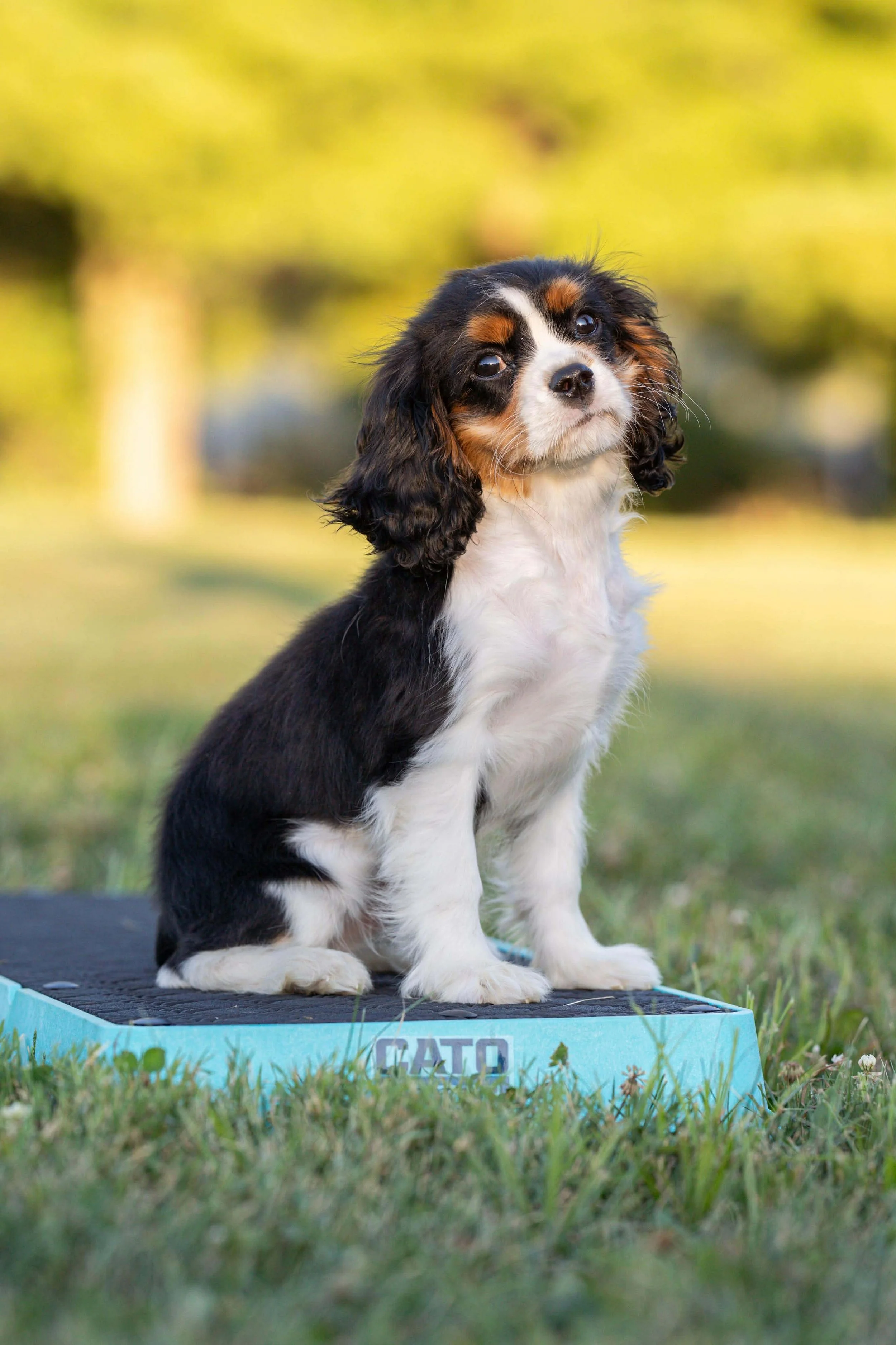 A young black, white, and tan dog with long, floppy ears sitting on a treadmill outdoors on grass, with a blurred background of trees and sunlight.