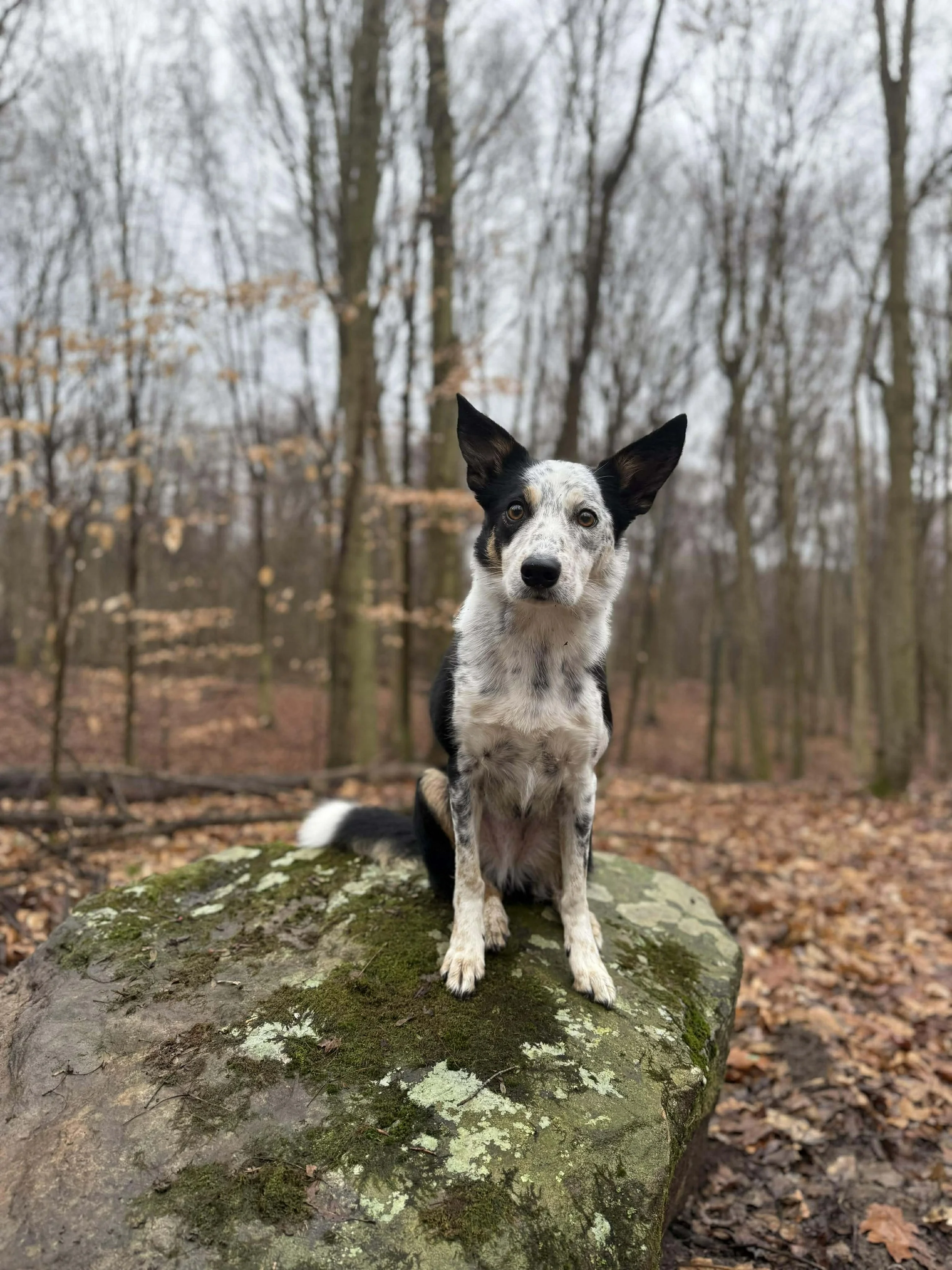 A black and white dog with large ears sitting on a mossy rock in a wooded area with leafless trees.