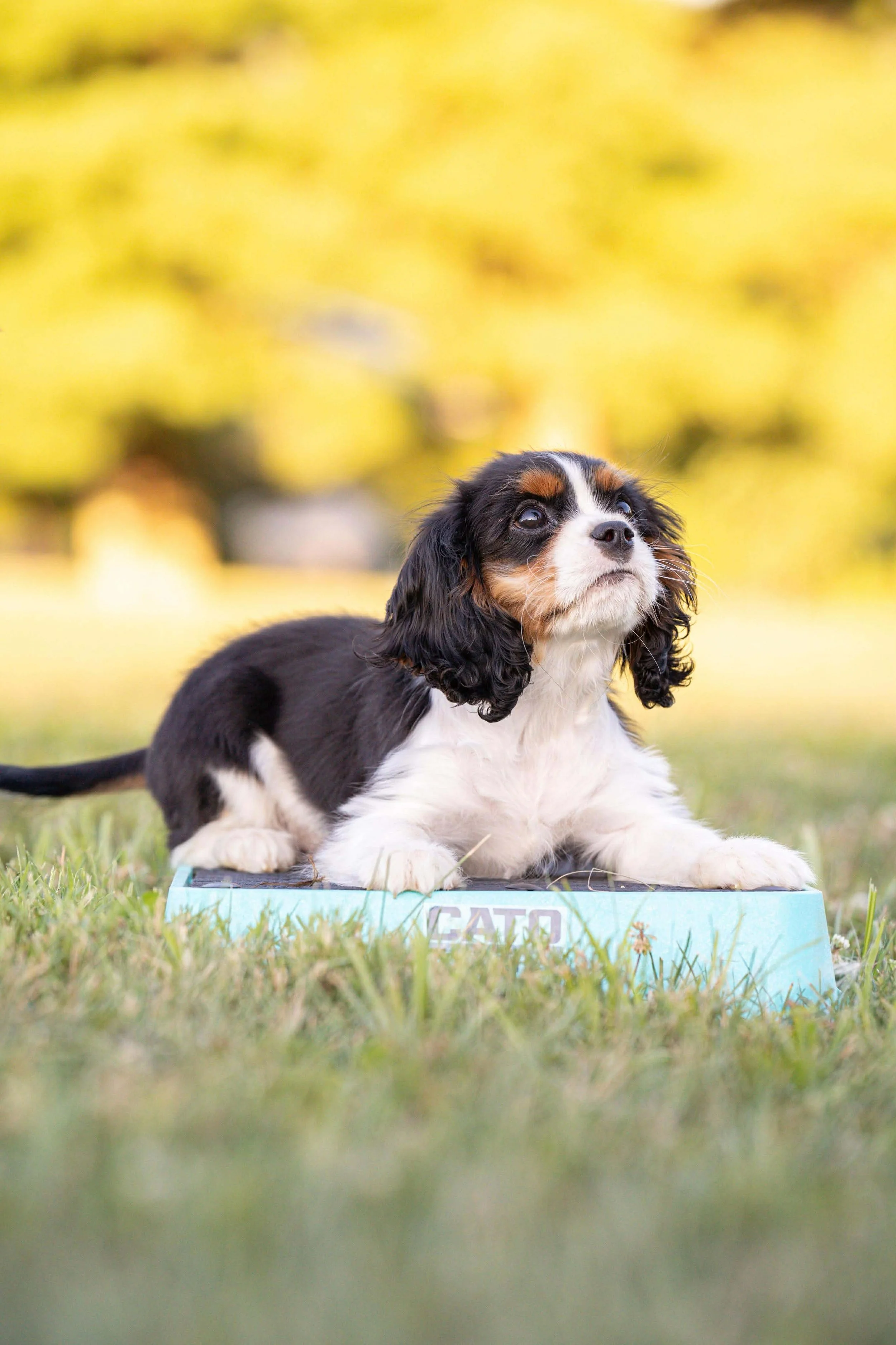 A cute black, white, and brown puppy laying on a blue board outdoors on grass with a blurred yellow background