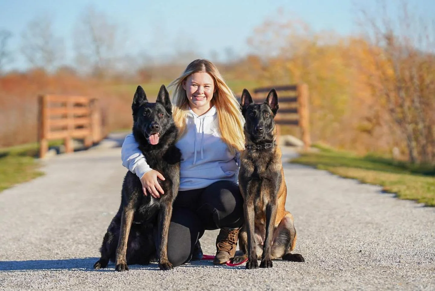 A woman kneeling on a gravel path outdoors with two Belgian Malinois dogs on a sunny day with fall foliage in the background.