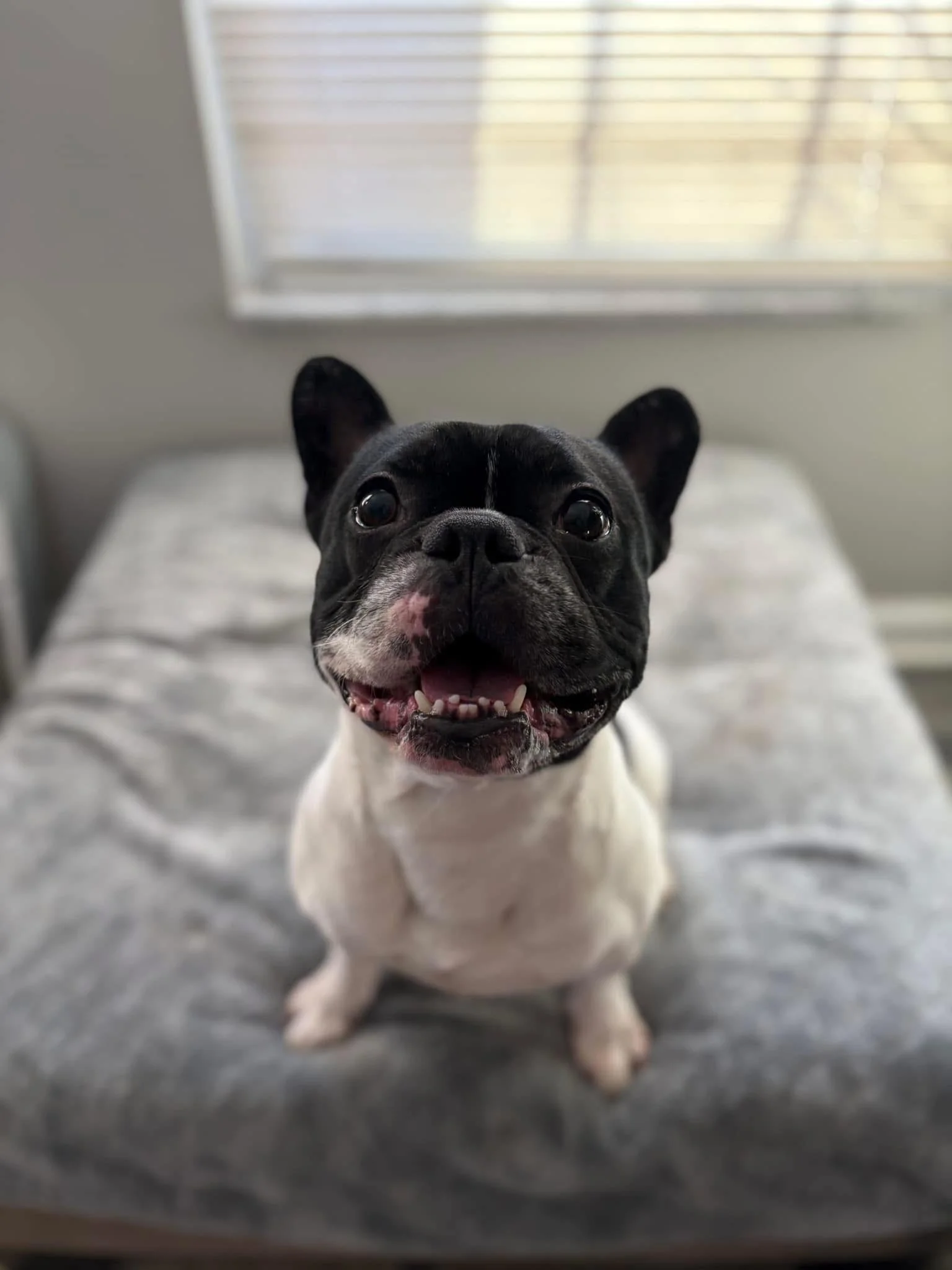 A happy black and white French Bulldog standing on a bed with a gray blanket, looking up at the camera, in front of a window with blinds.