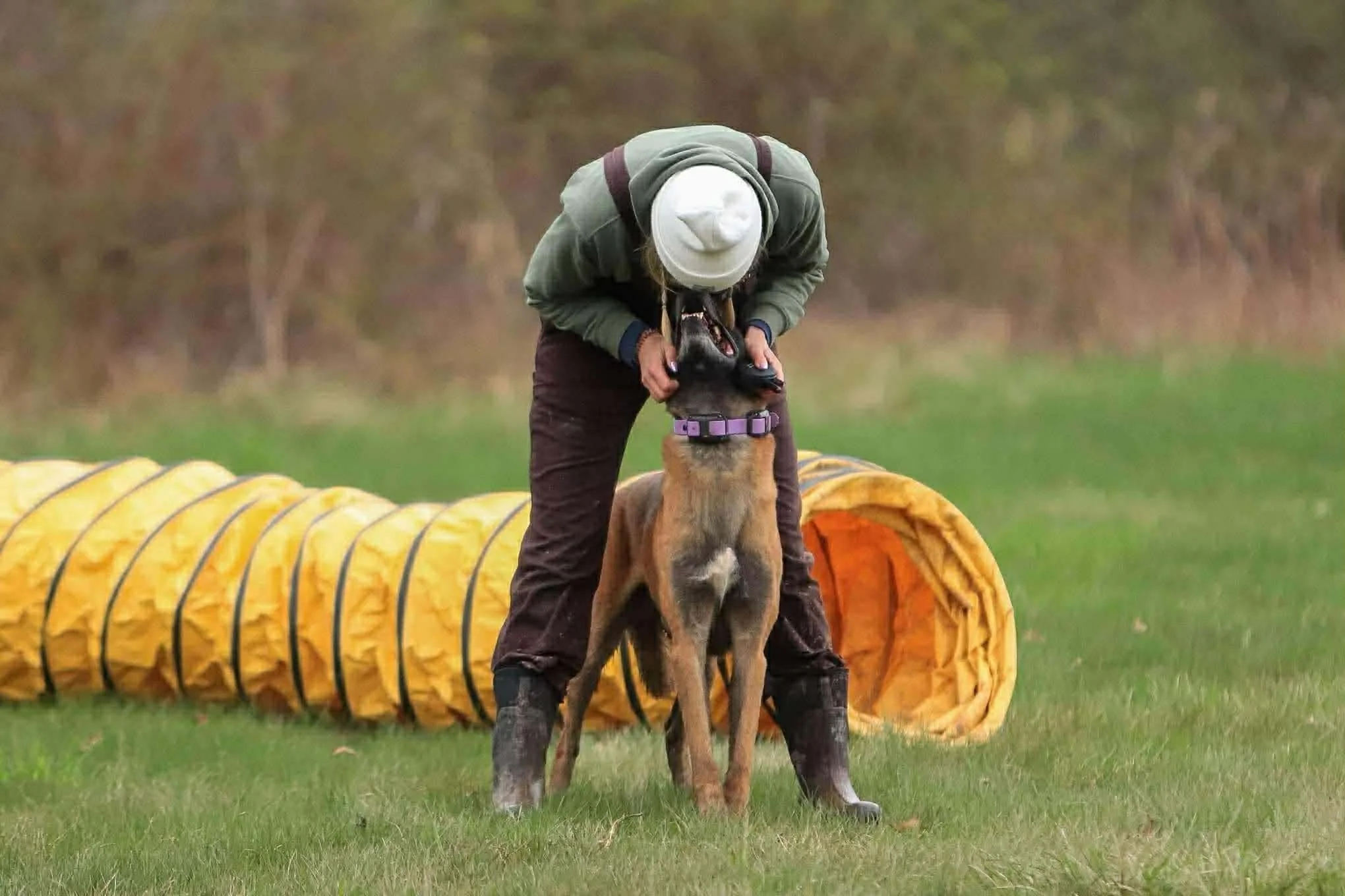 A person in outdoor clothing training a Belgian Malinois dog through a black and yellow agility tunnel in a grassy field.