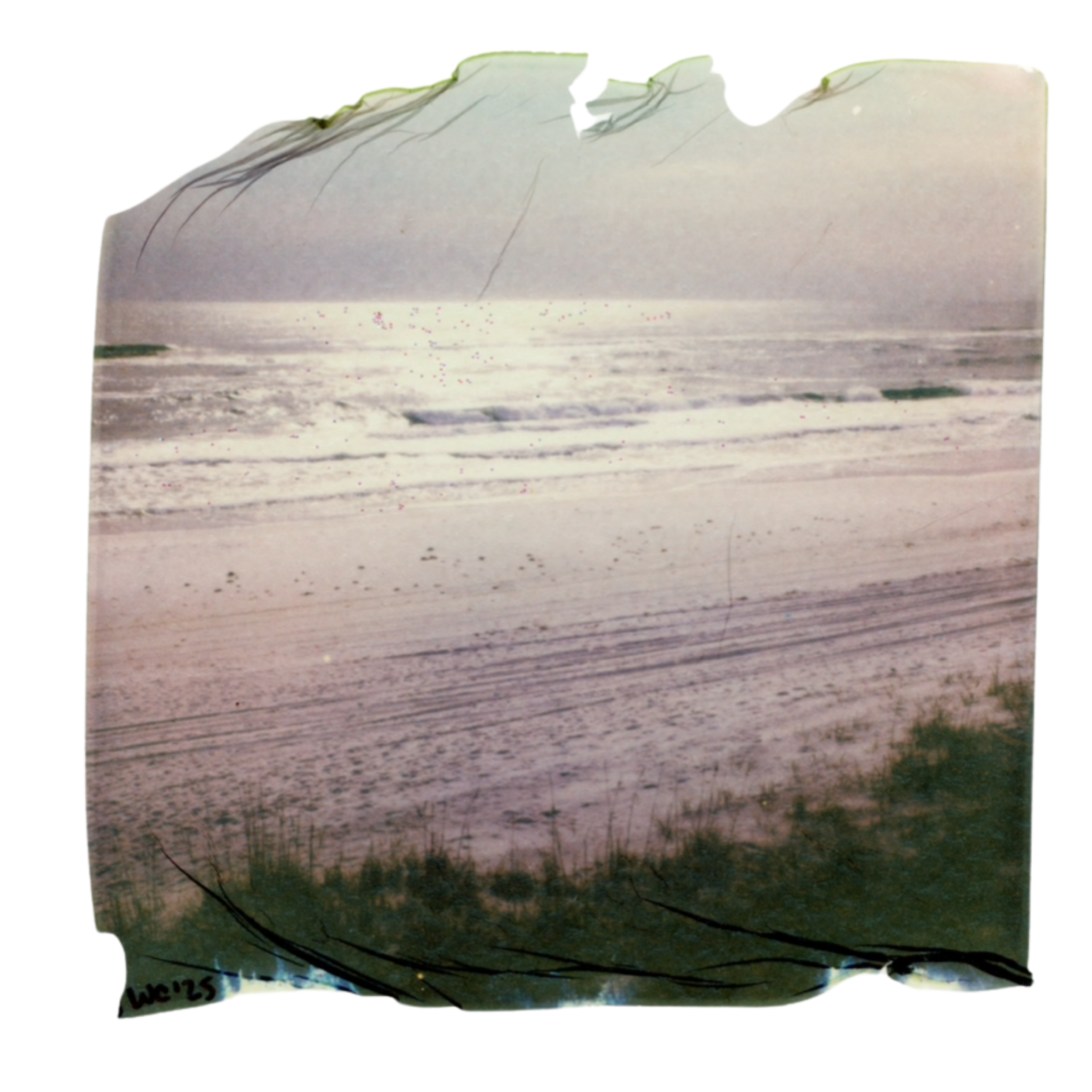 @whitleycally (Card (Square)).png
