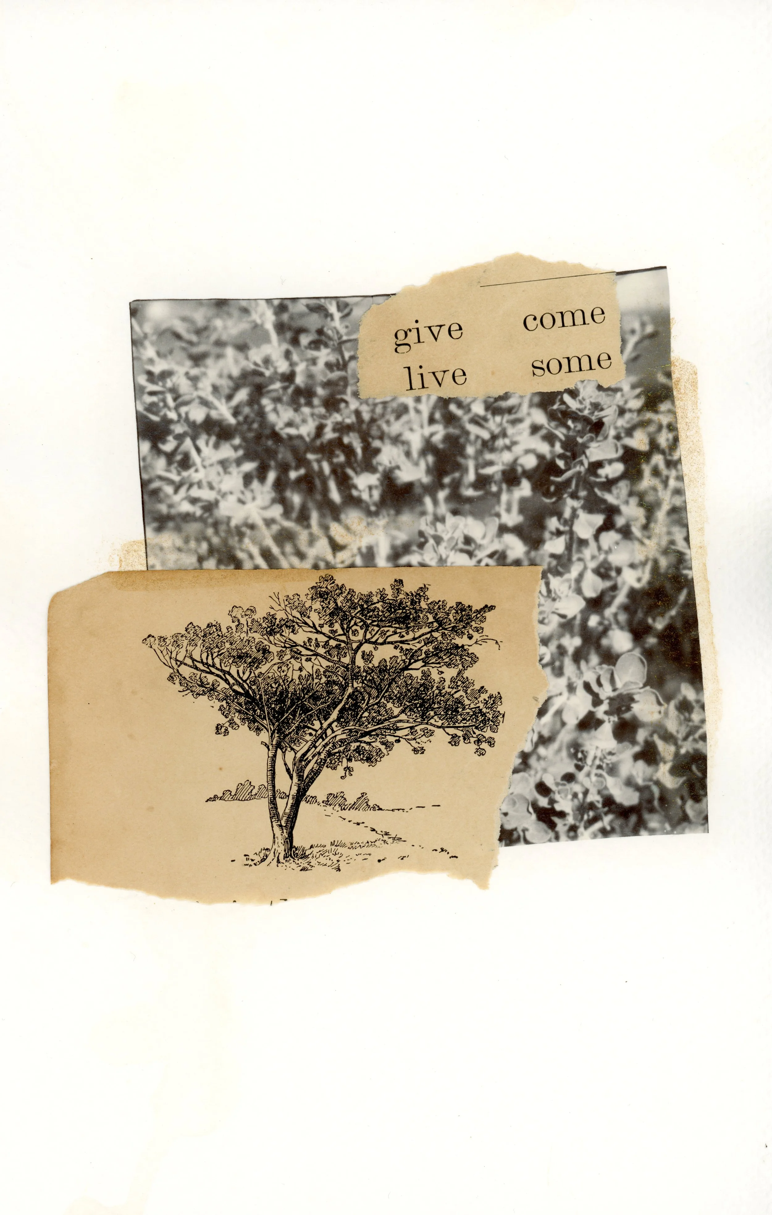 "give come live some" | Polaroid emulsion with antique illustration + text and acrylic accents, on watercolor paper 