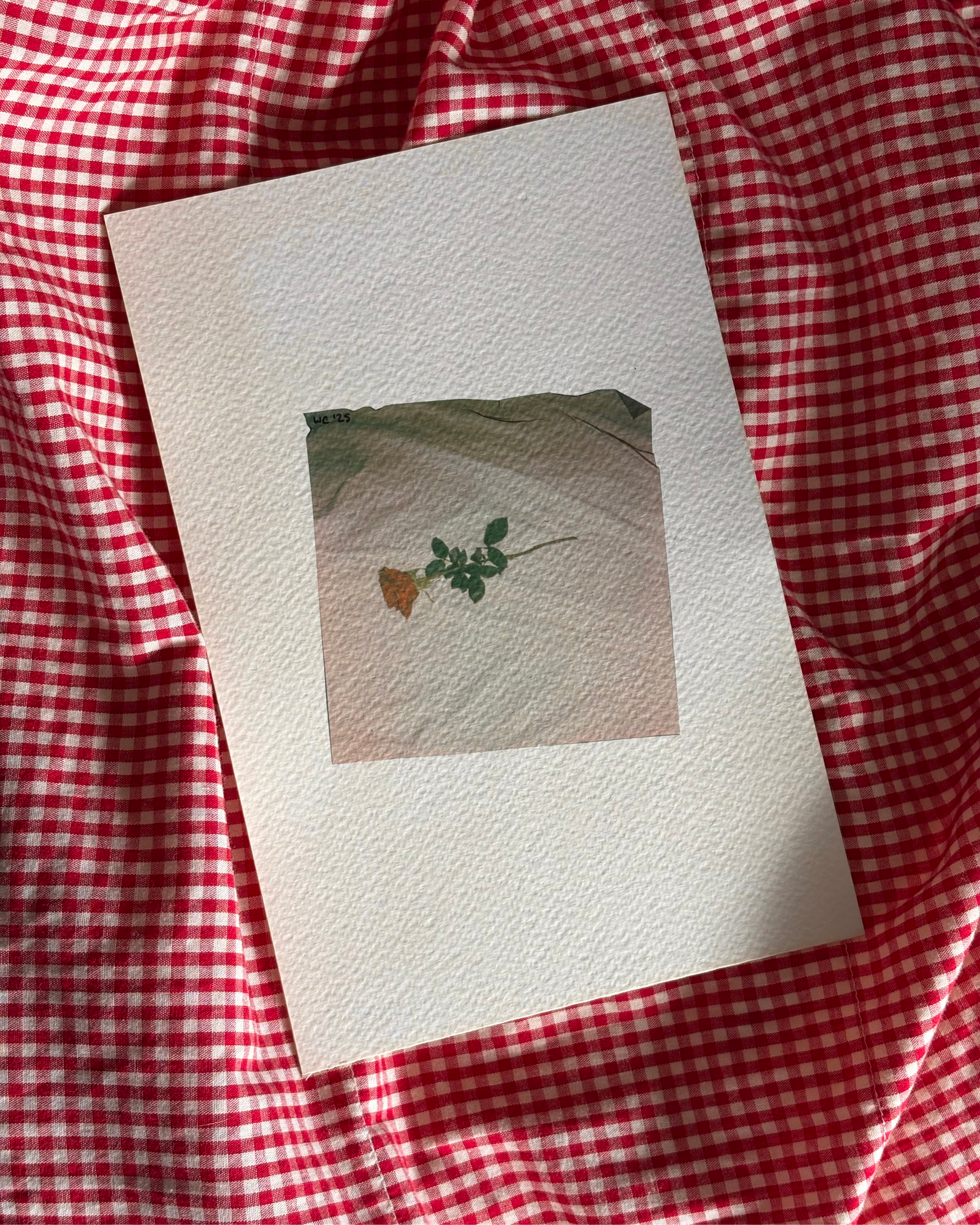 Whitley Cally ‘25 (2).png