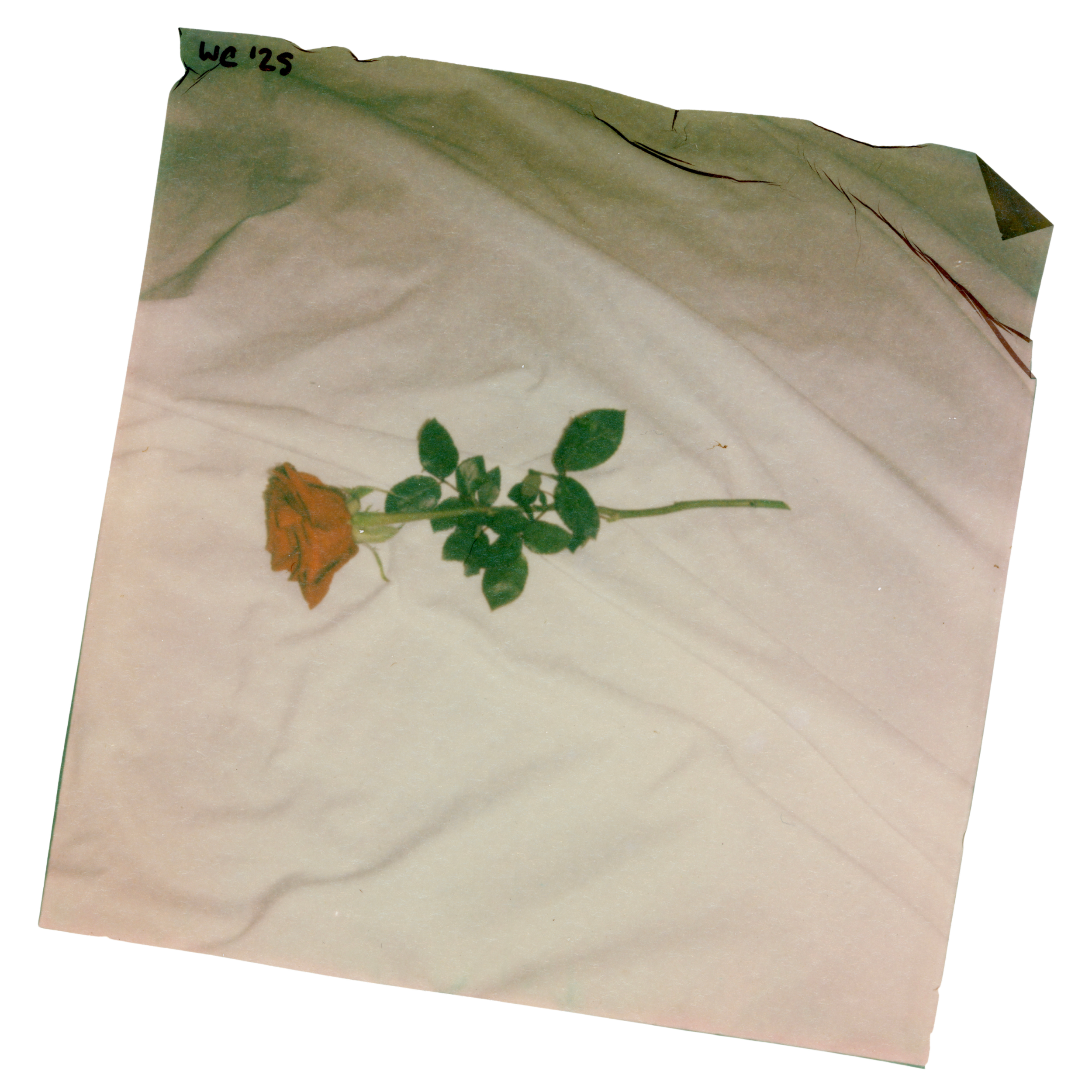 @whitleycally (Card (Square)).png