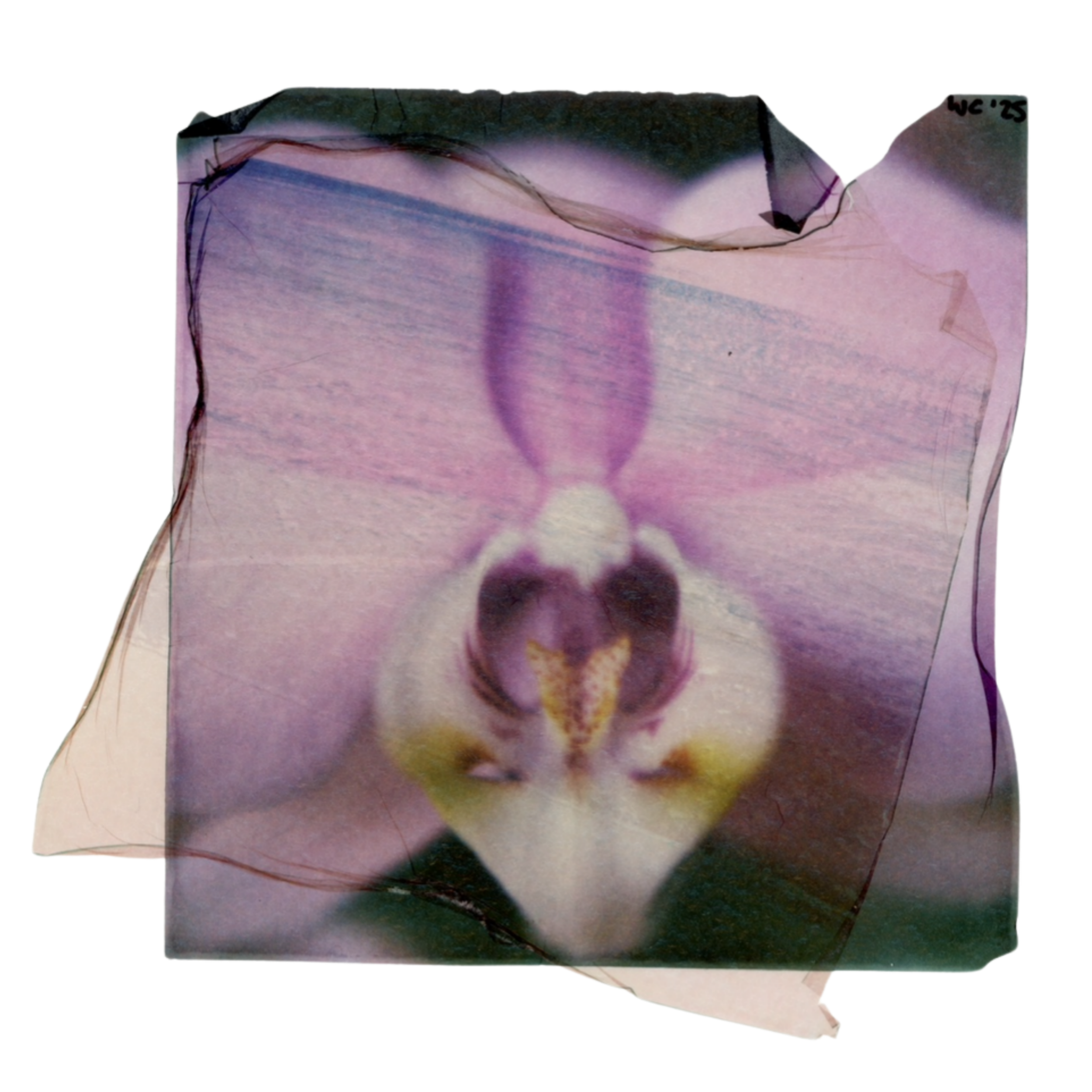 @whitleycally (Card (Square)).png