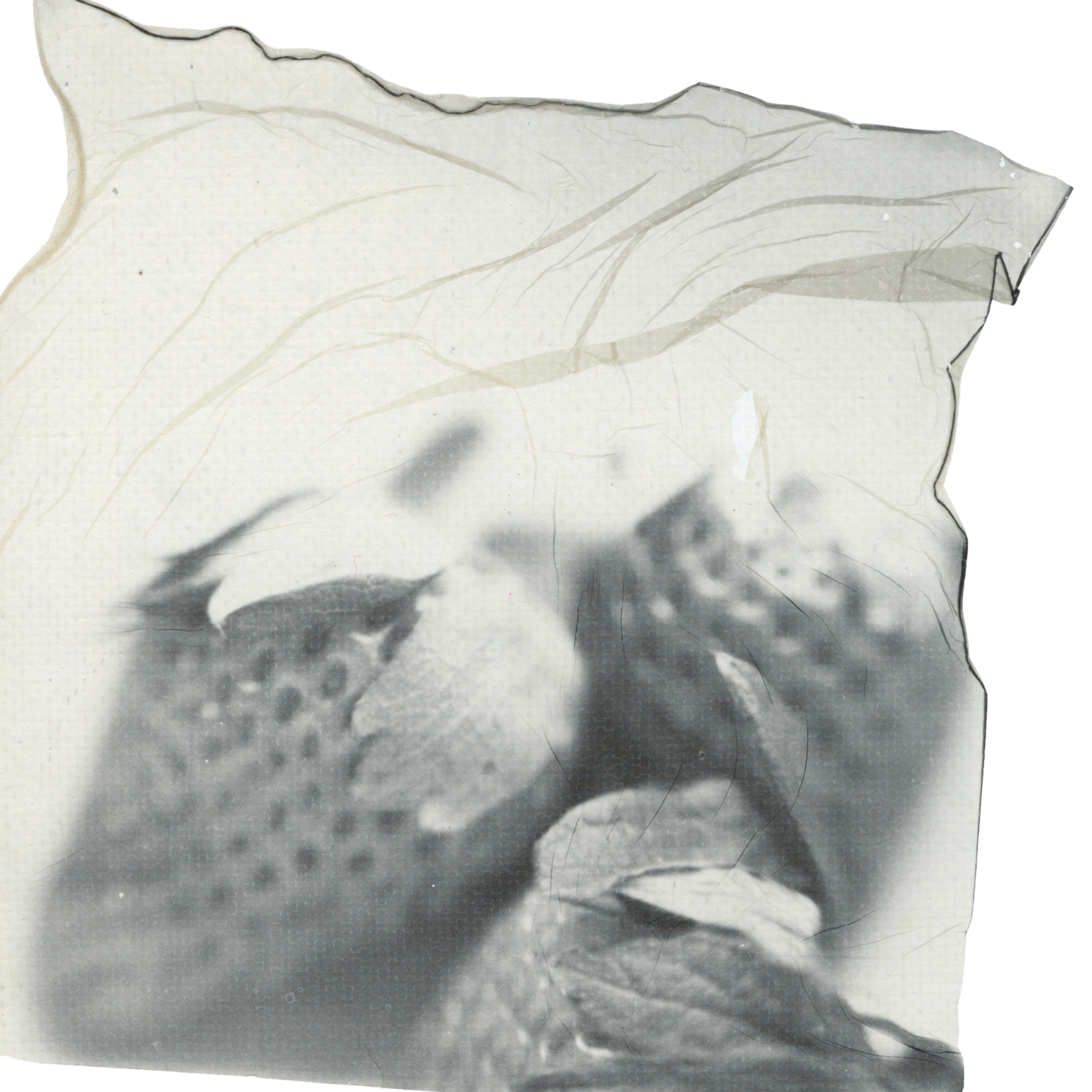 @whitleycally (Card (Square))-3.png