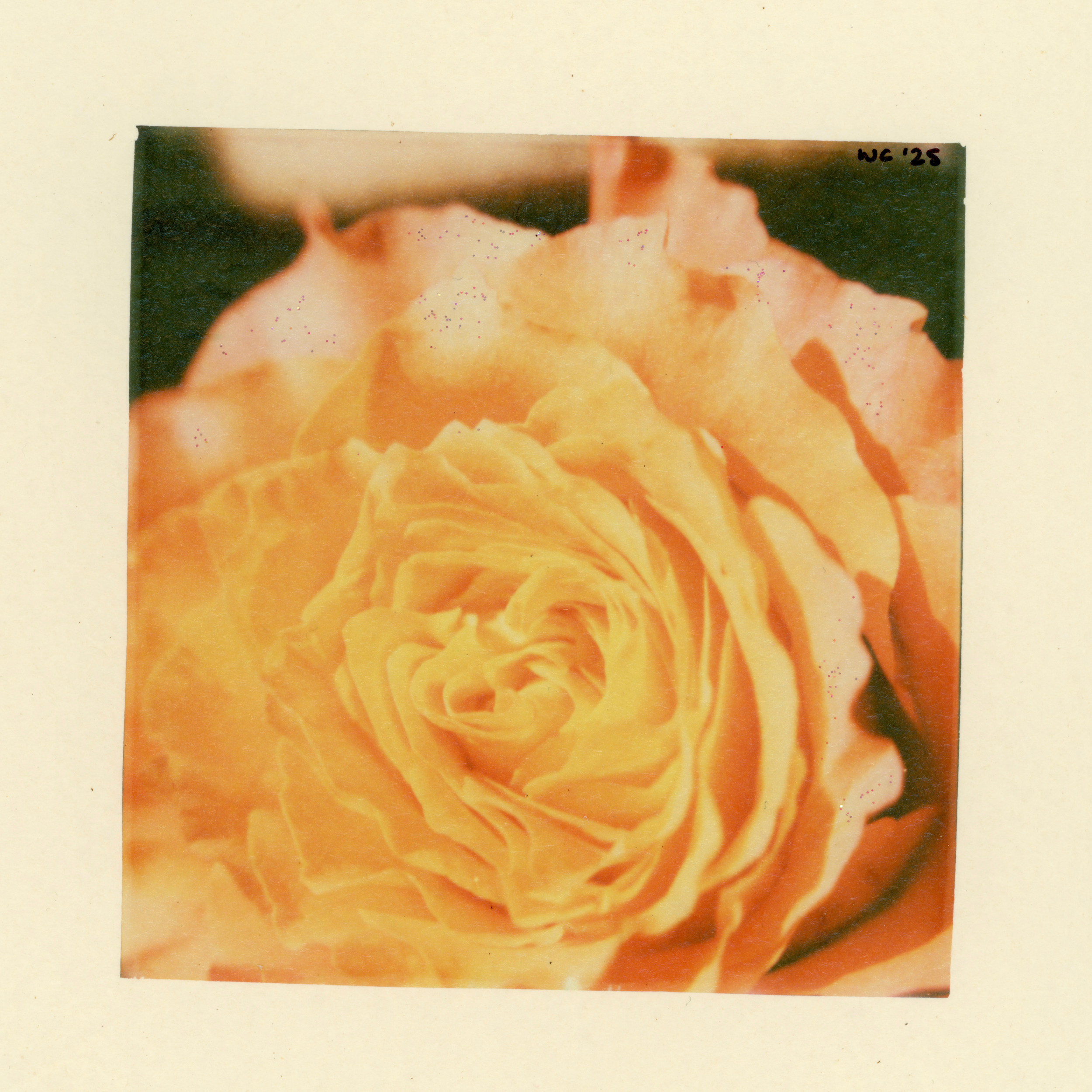 @whitleycally (Card (Square)).png