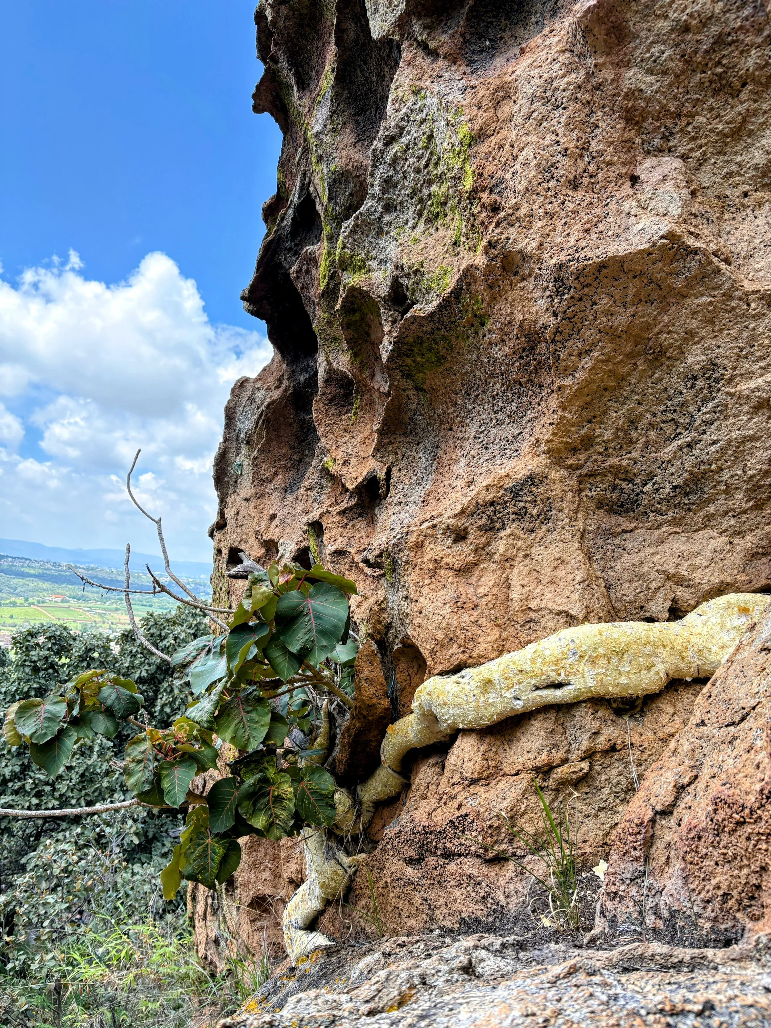 Close-up of a rock face with patches of green moss and a climbing vine with large green leaves growing along the crevices, with a scenic landscape of fields and a blue sky with clouds in the background.