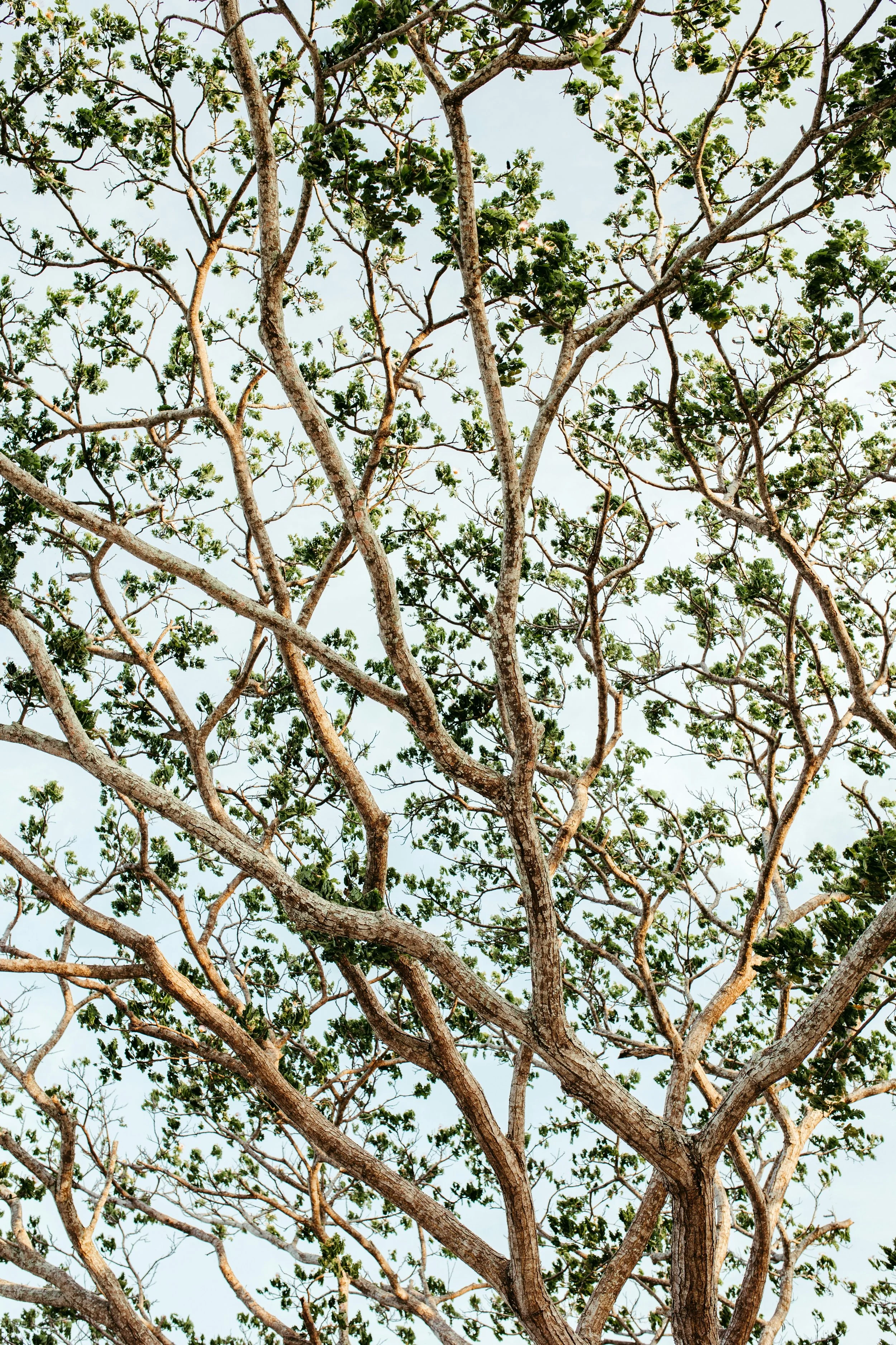 Tree with twisting branches and sparse green leaves against a light sky.