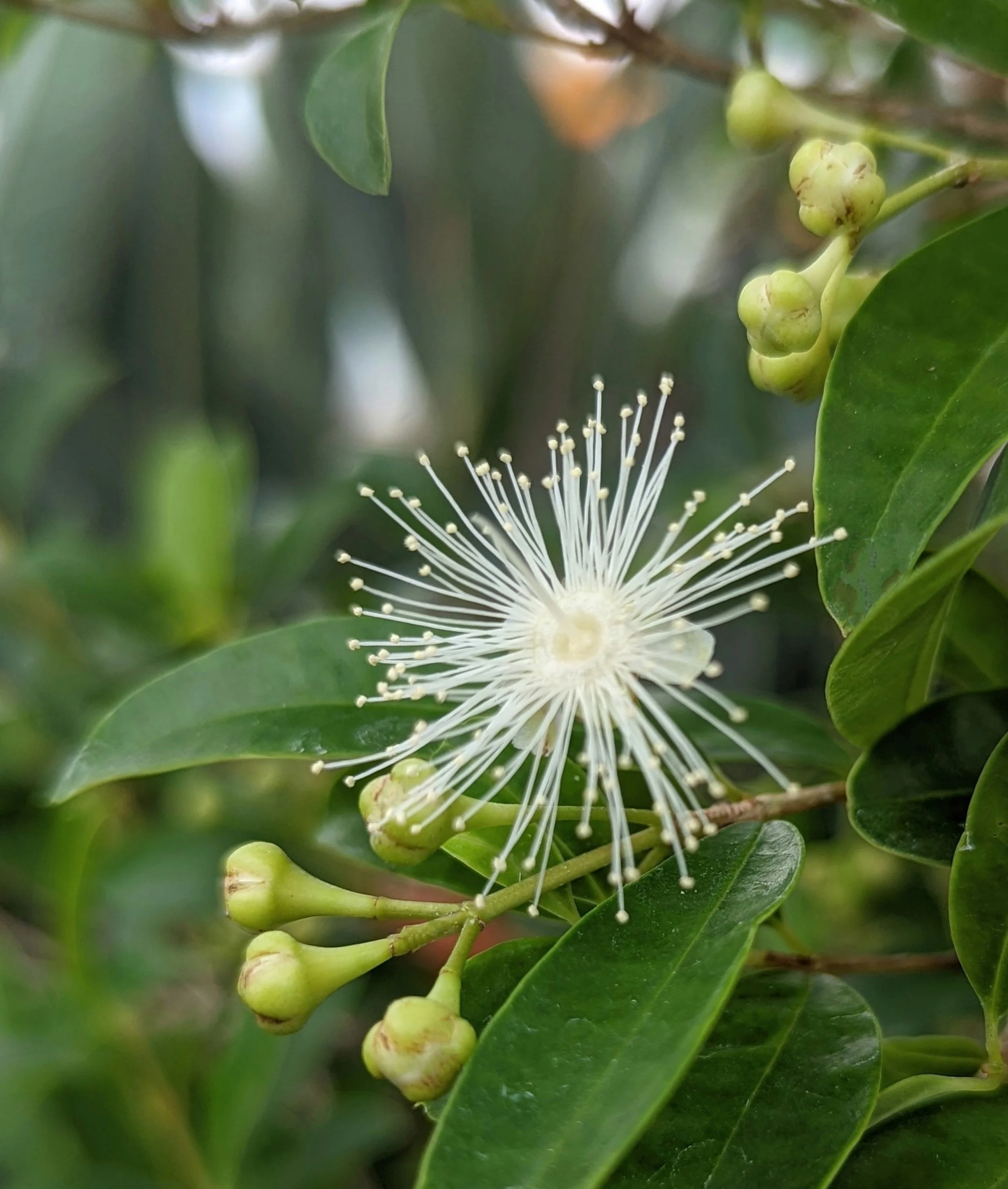 A white flower with long, thin petals and numerous stamens, surrounded by green leaves and small green buds.